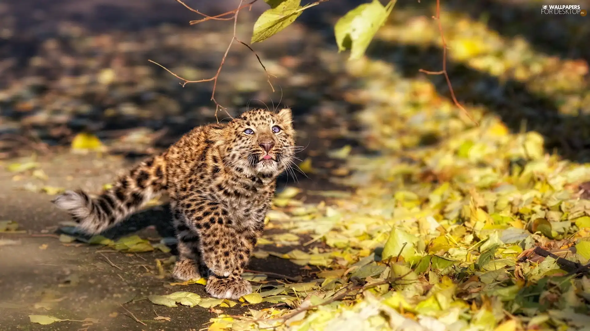 small, Autumn, Leaf, Leopards