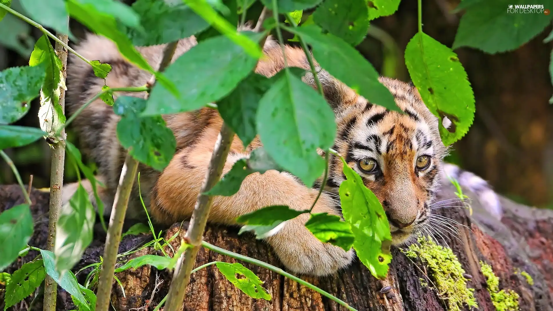 small, Bush, Leaf, Tiger