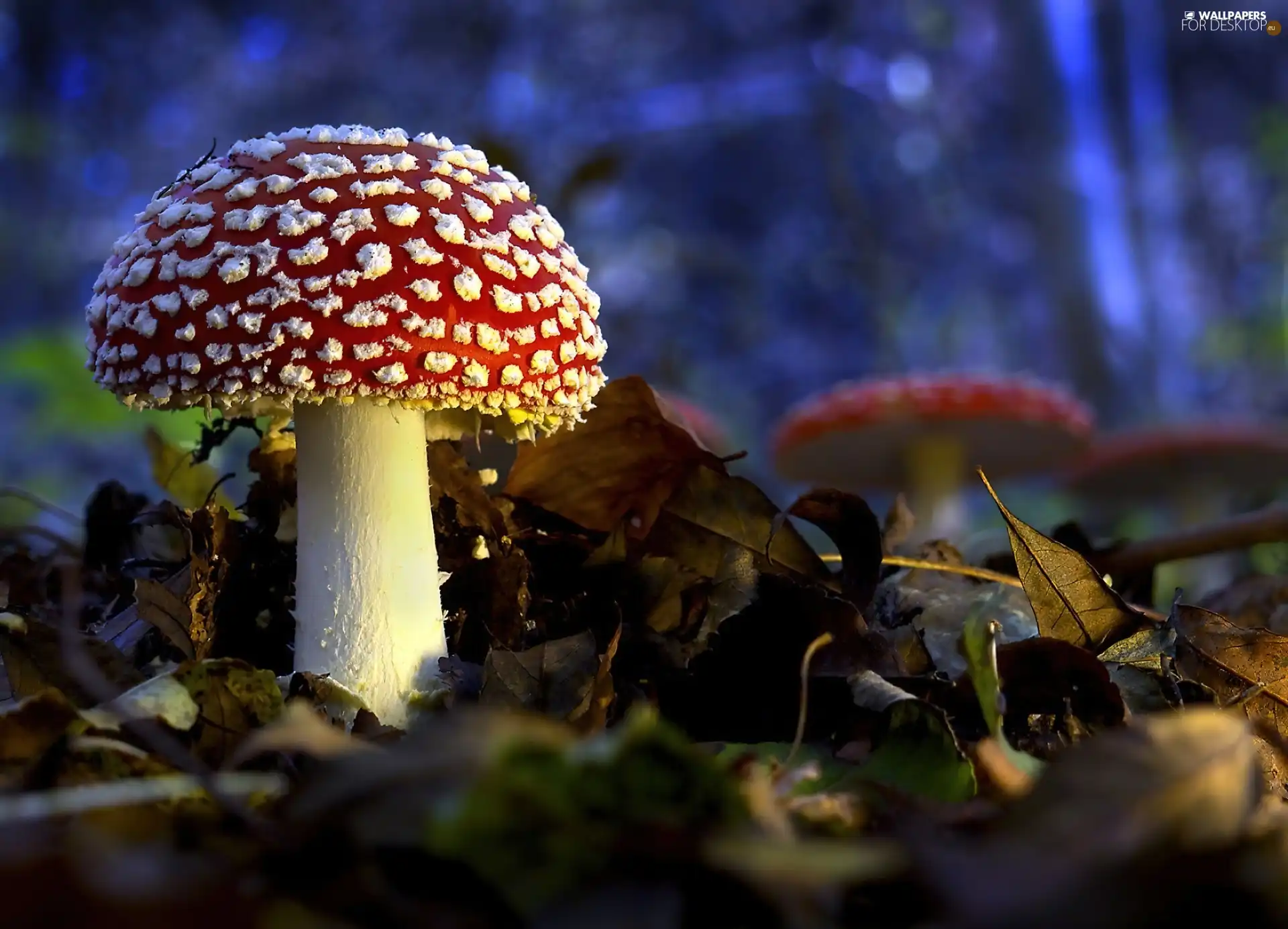 toadstool, Leaf