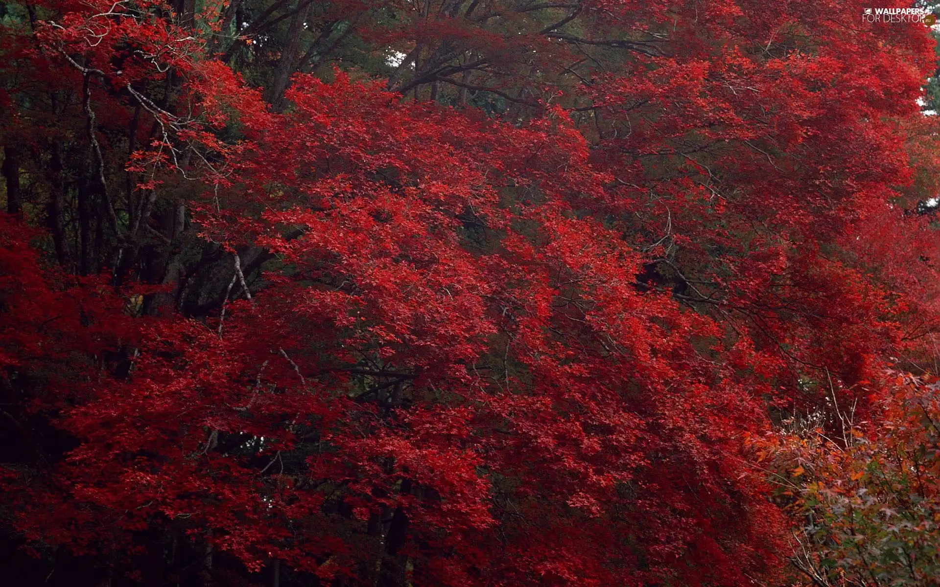 trees, Red, Leaf, viewes