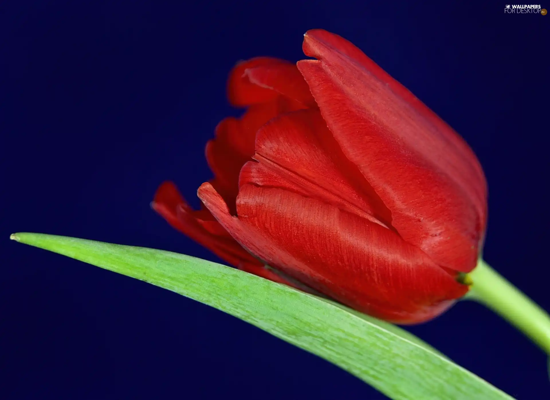 leaf, Red, tulip