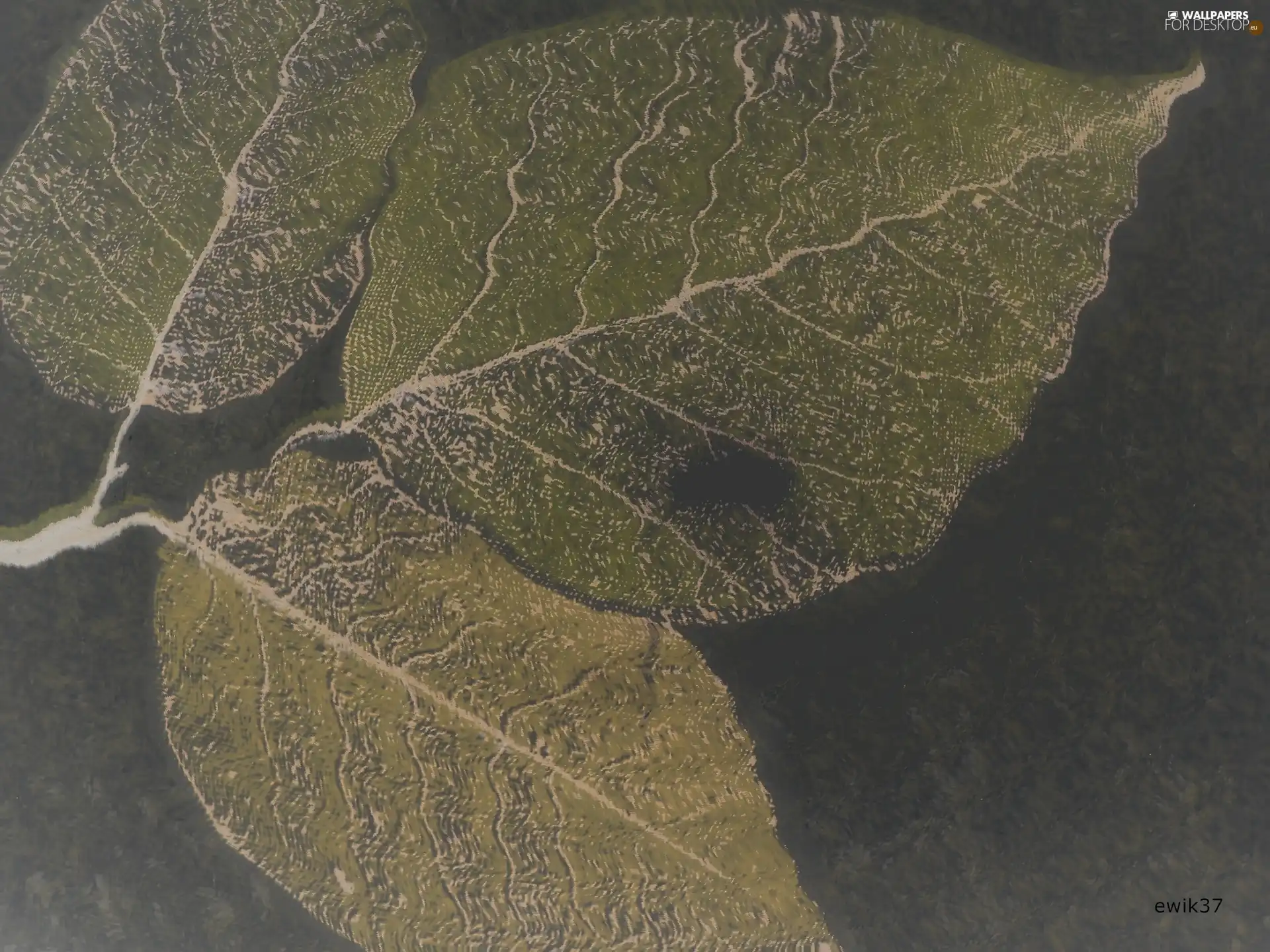 twig, green ones, Leaf, beech