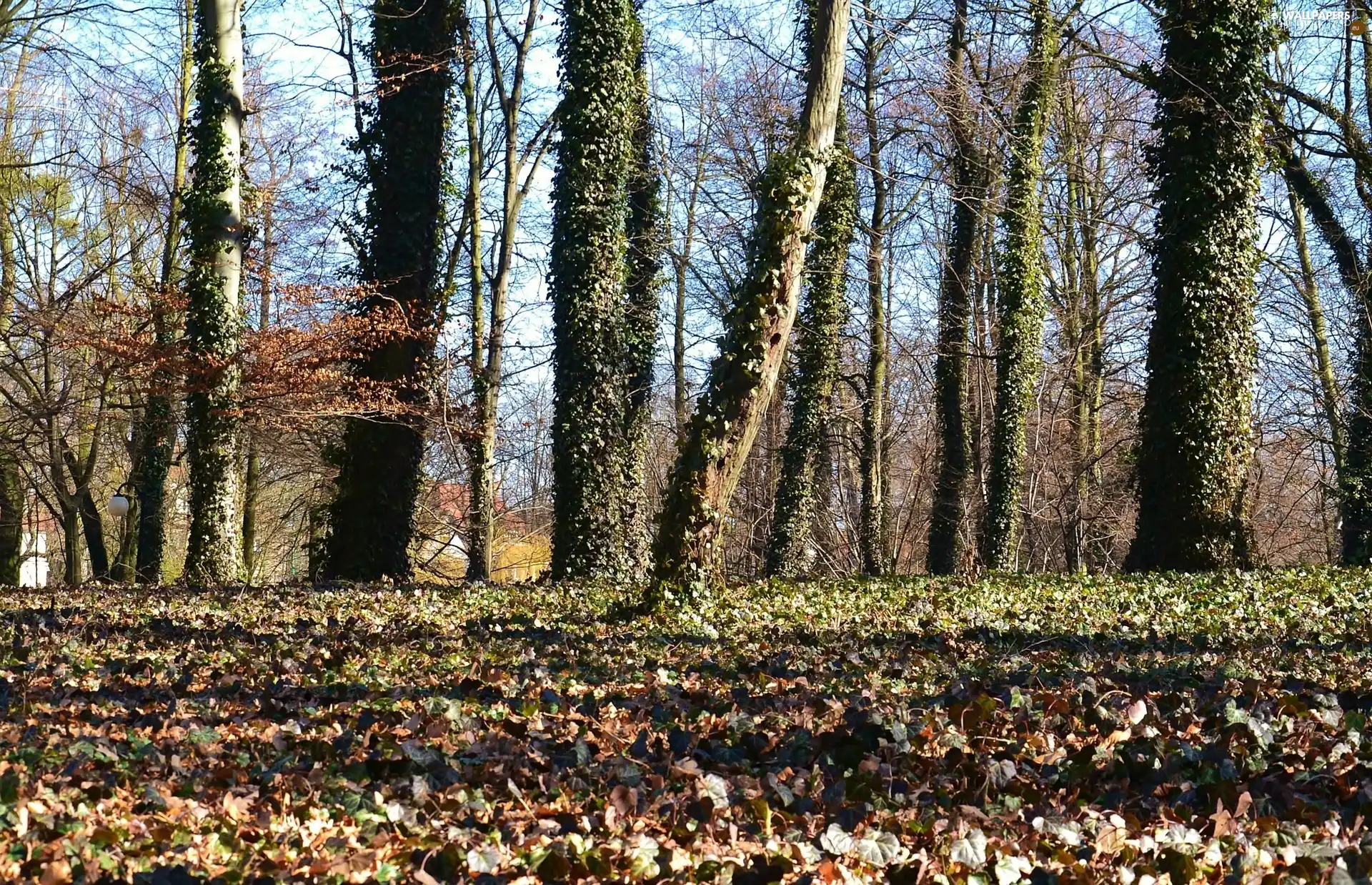 Leaf, trees, viewes