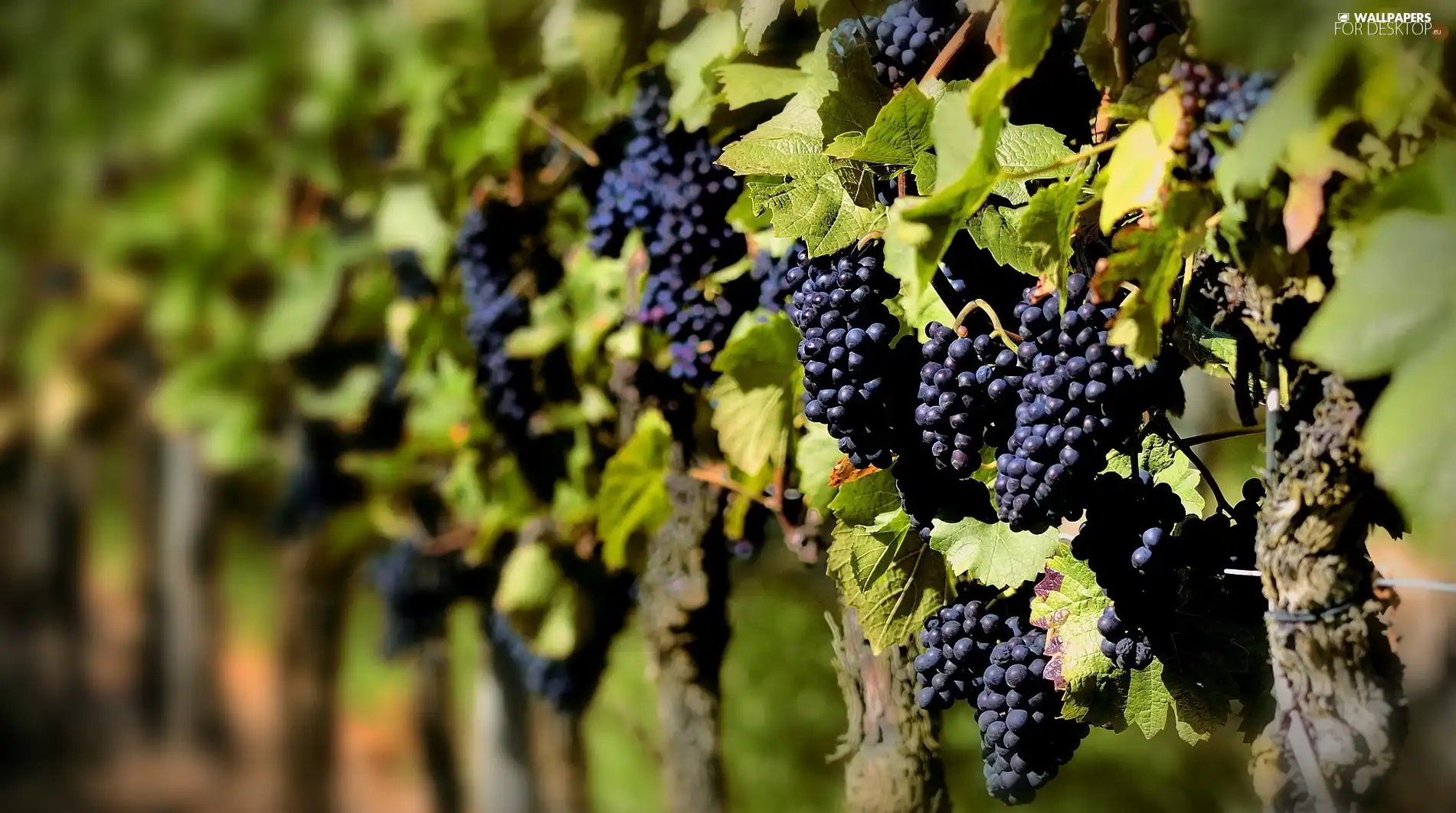 vines, grapes, Leaf, bunches