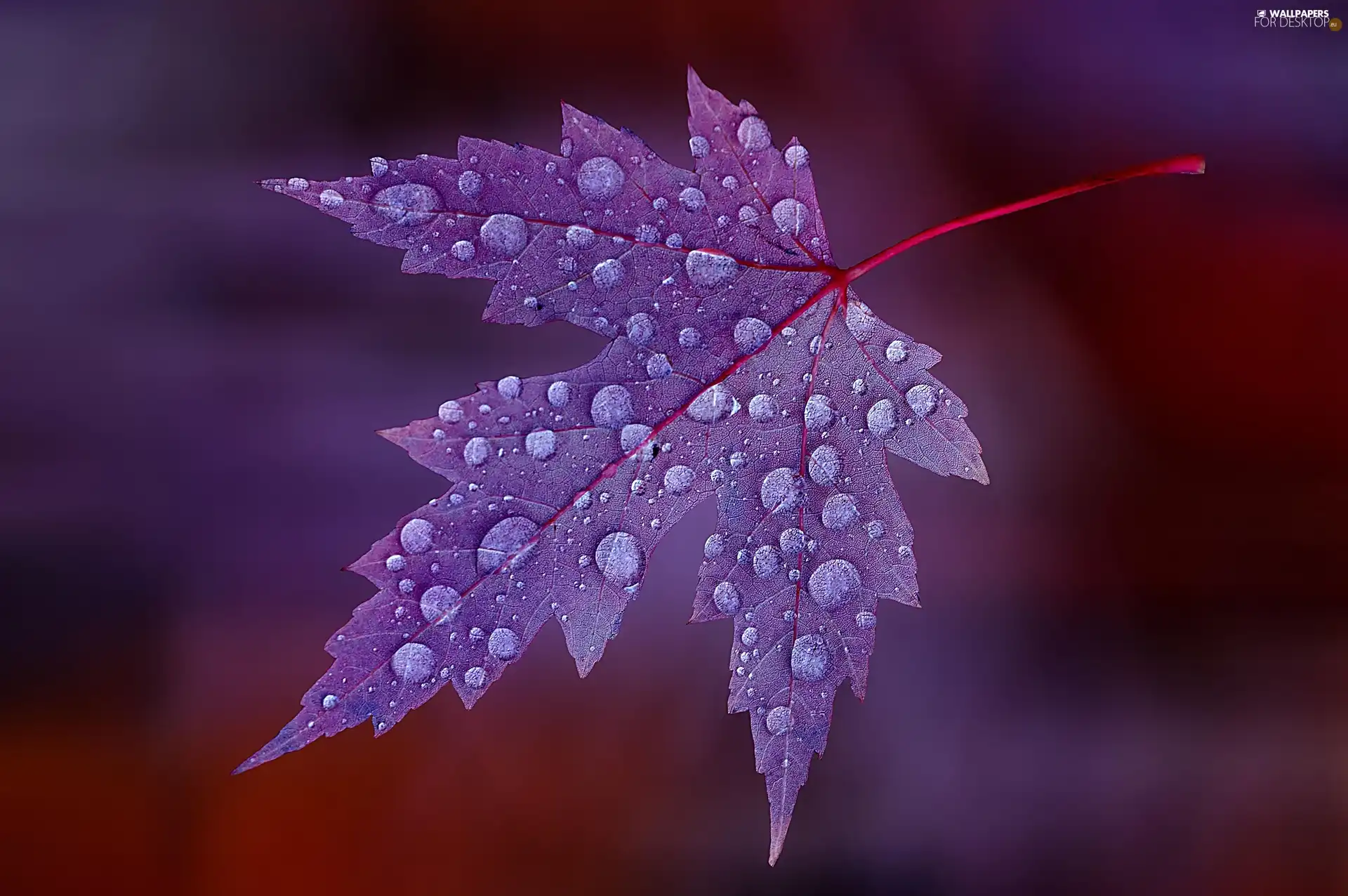 leaf, drops, Violet