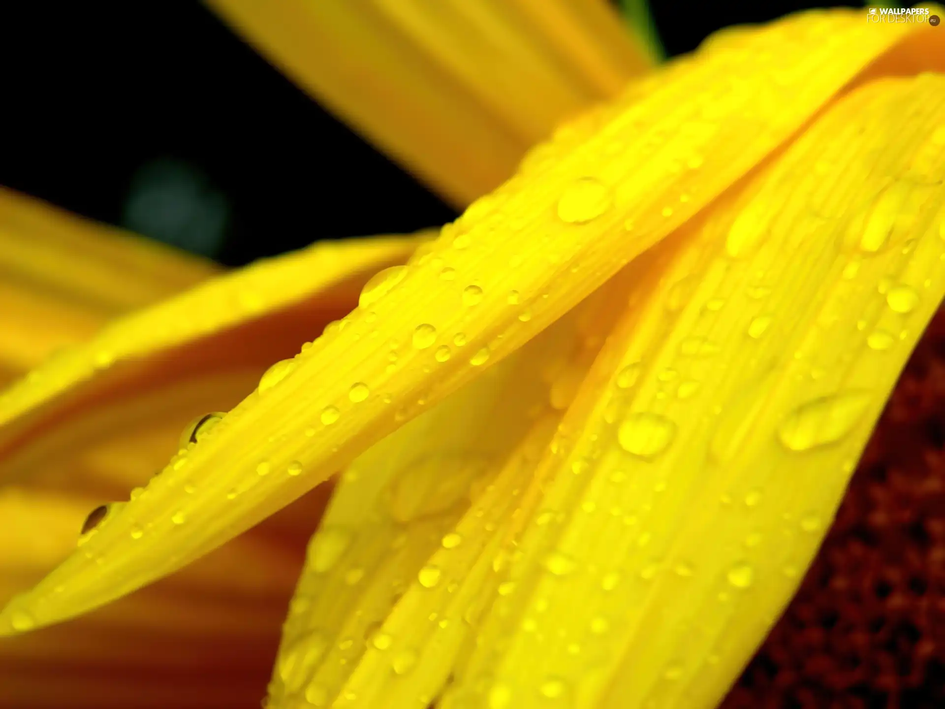 Leaf, Yellow, wet
