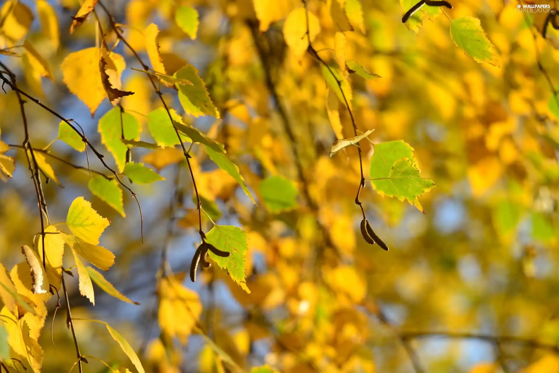 Yellow, Leaf
