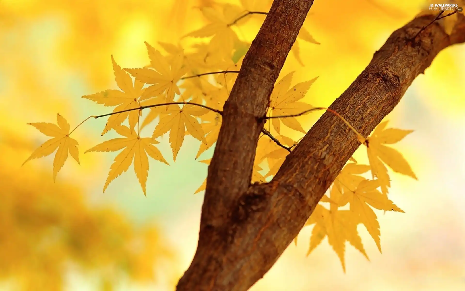 Leaf, branch, Yellow