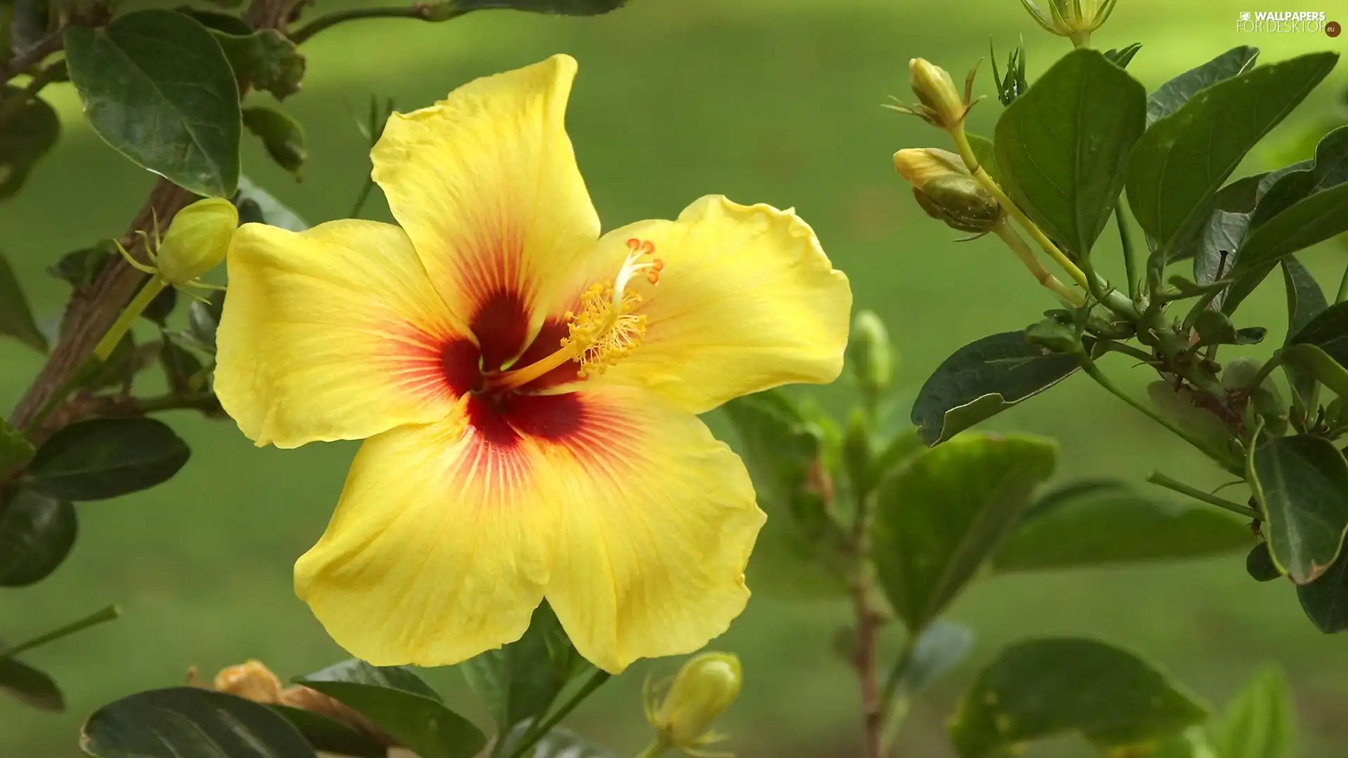 Yellow, Buds, Leaf, hibiskus