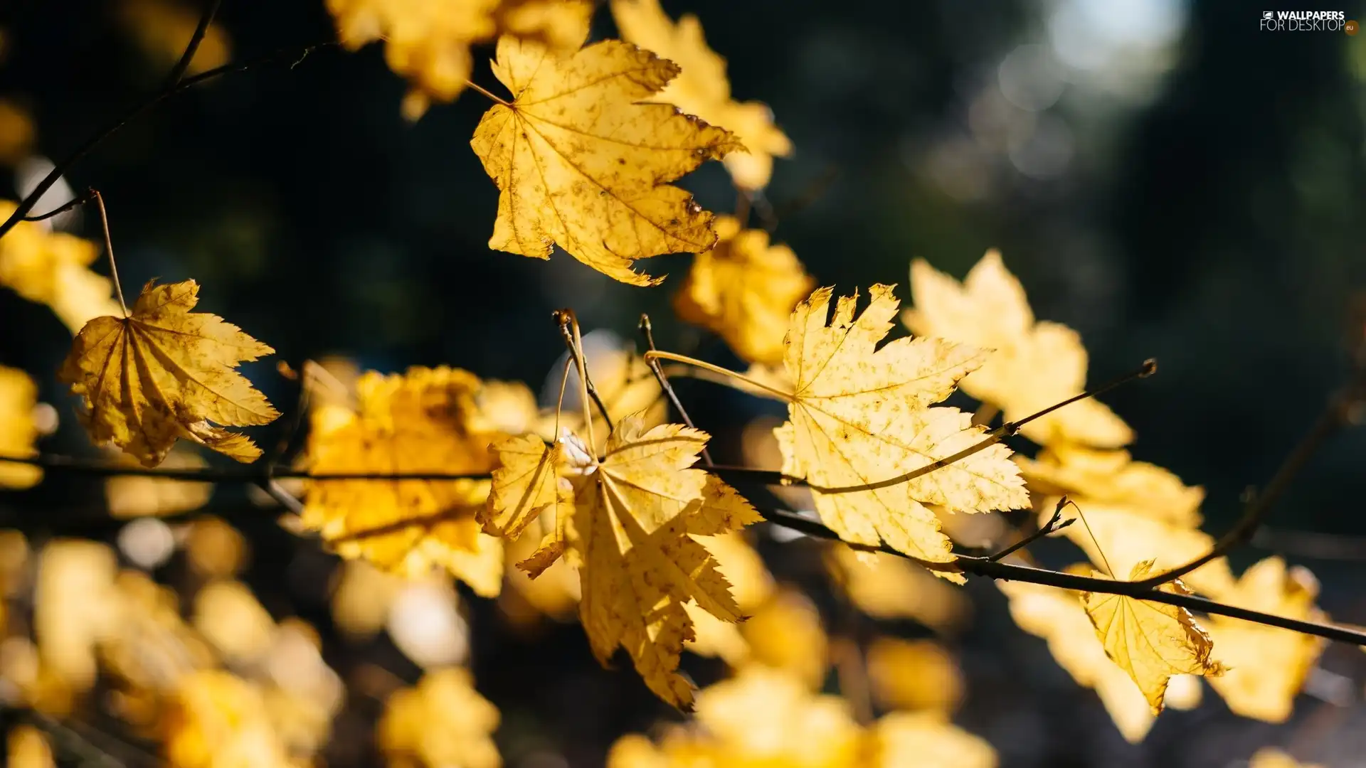 Leaf, illuminated, Yellow