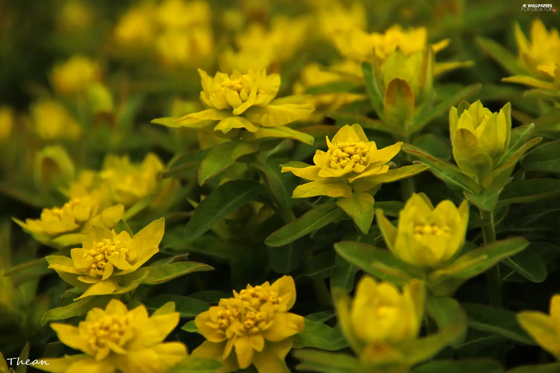 Leaf, plant, Yellow