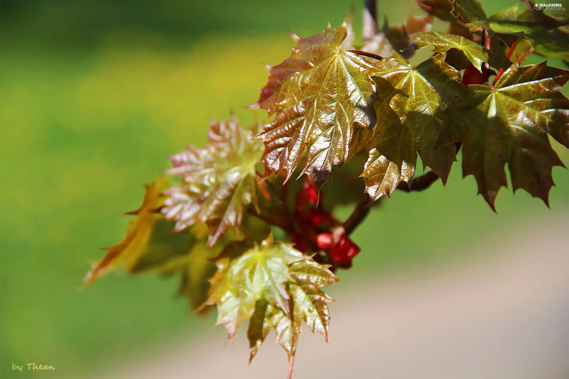 young, Leaf