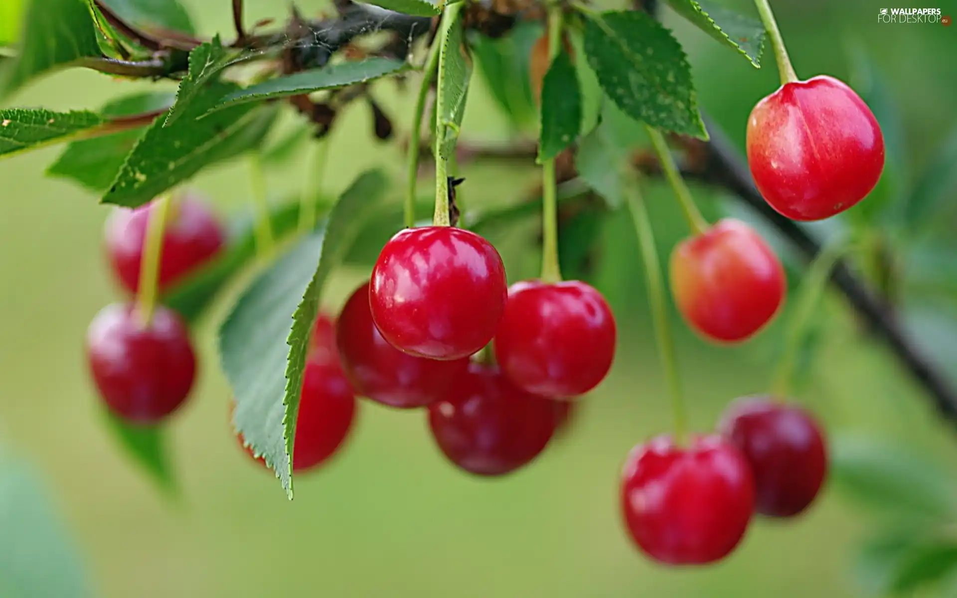 leaves, Red, cherries