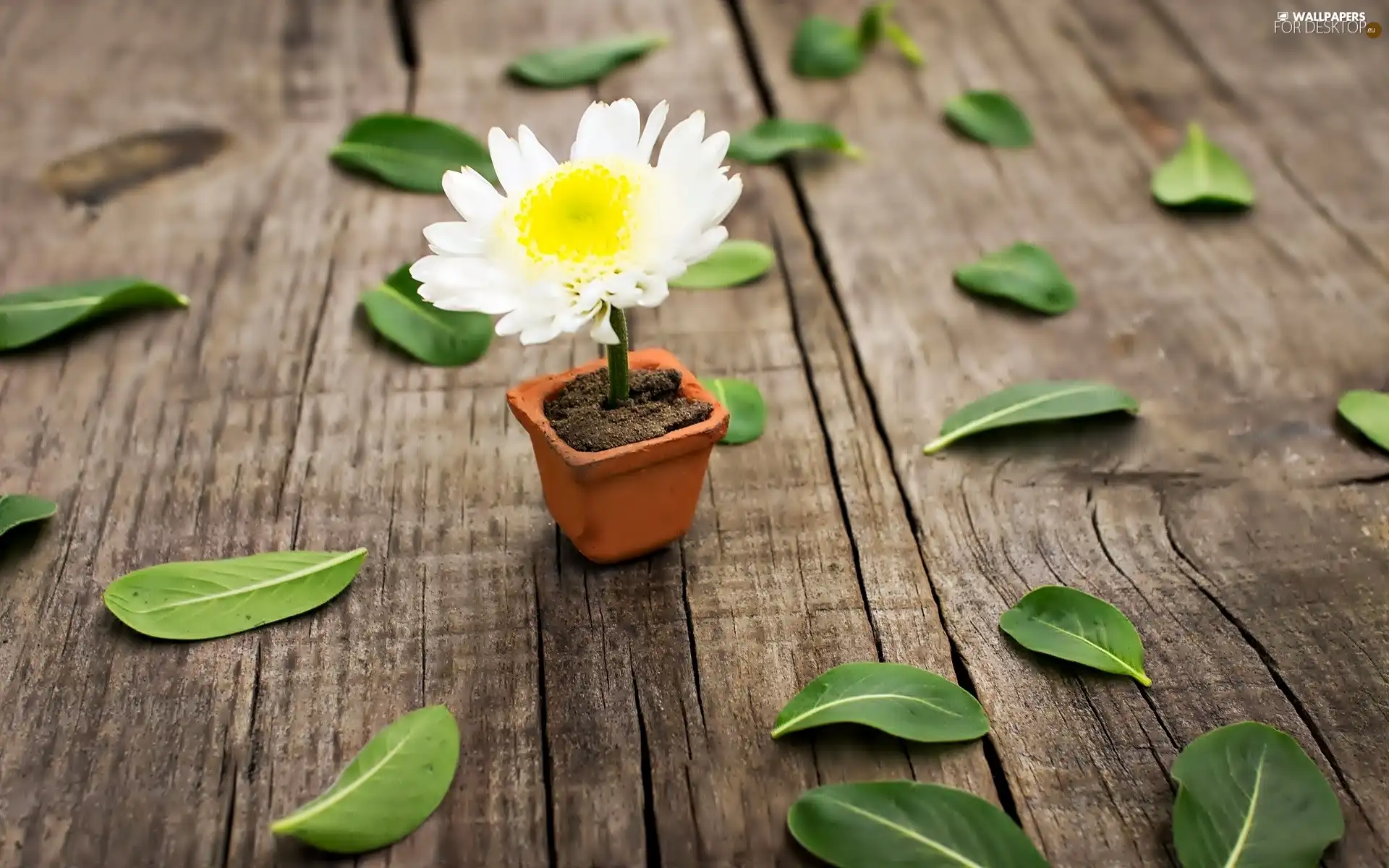 White, pot, leaves, Colourfull Flowers