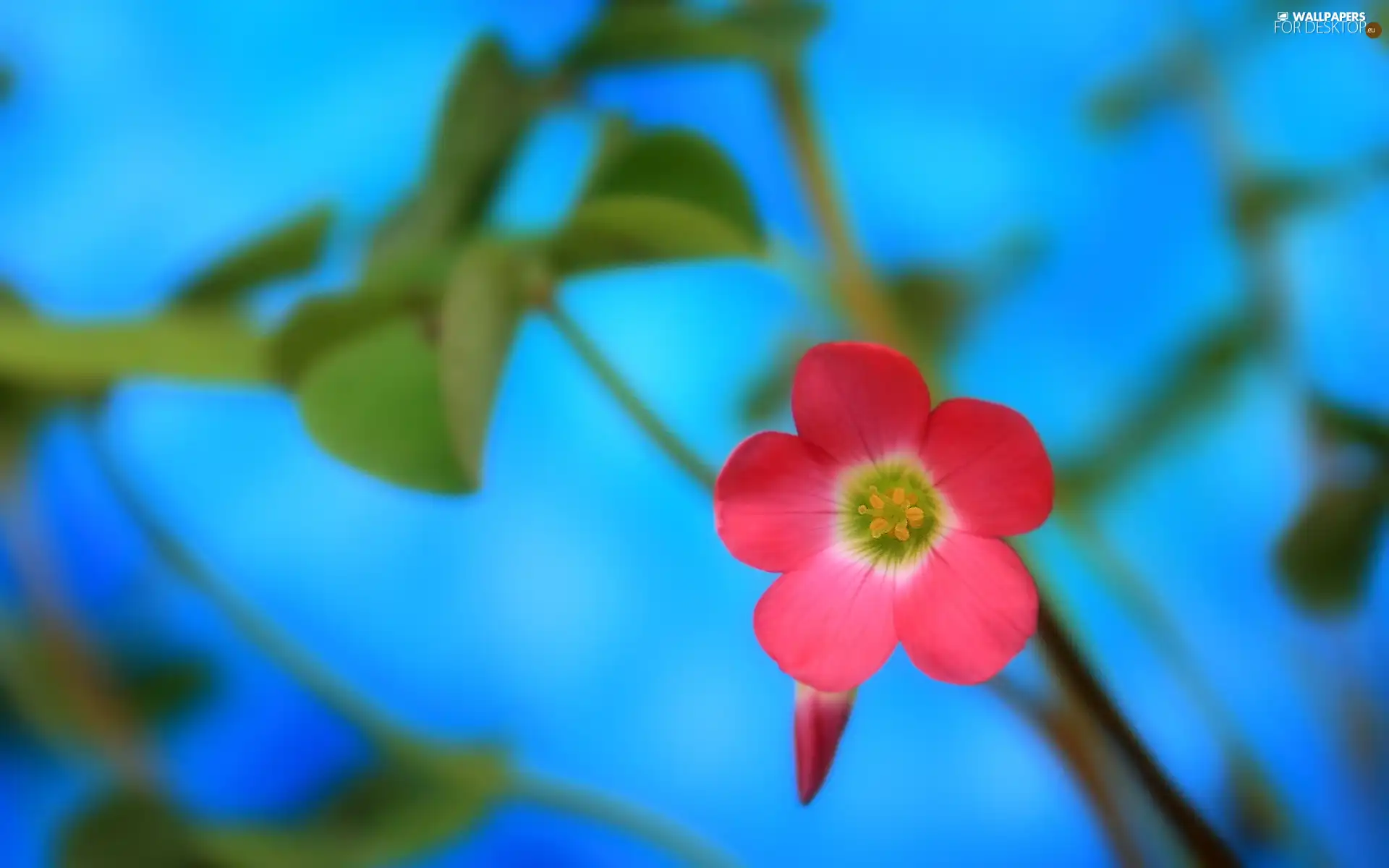 leaves, Pink, Flower