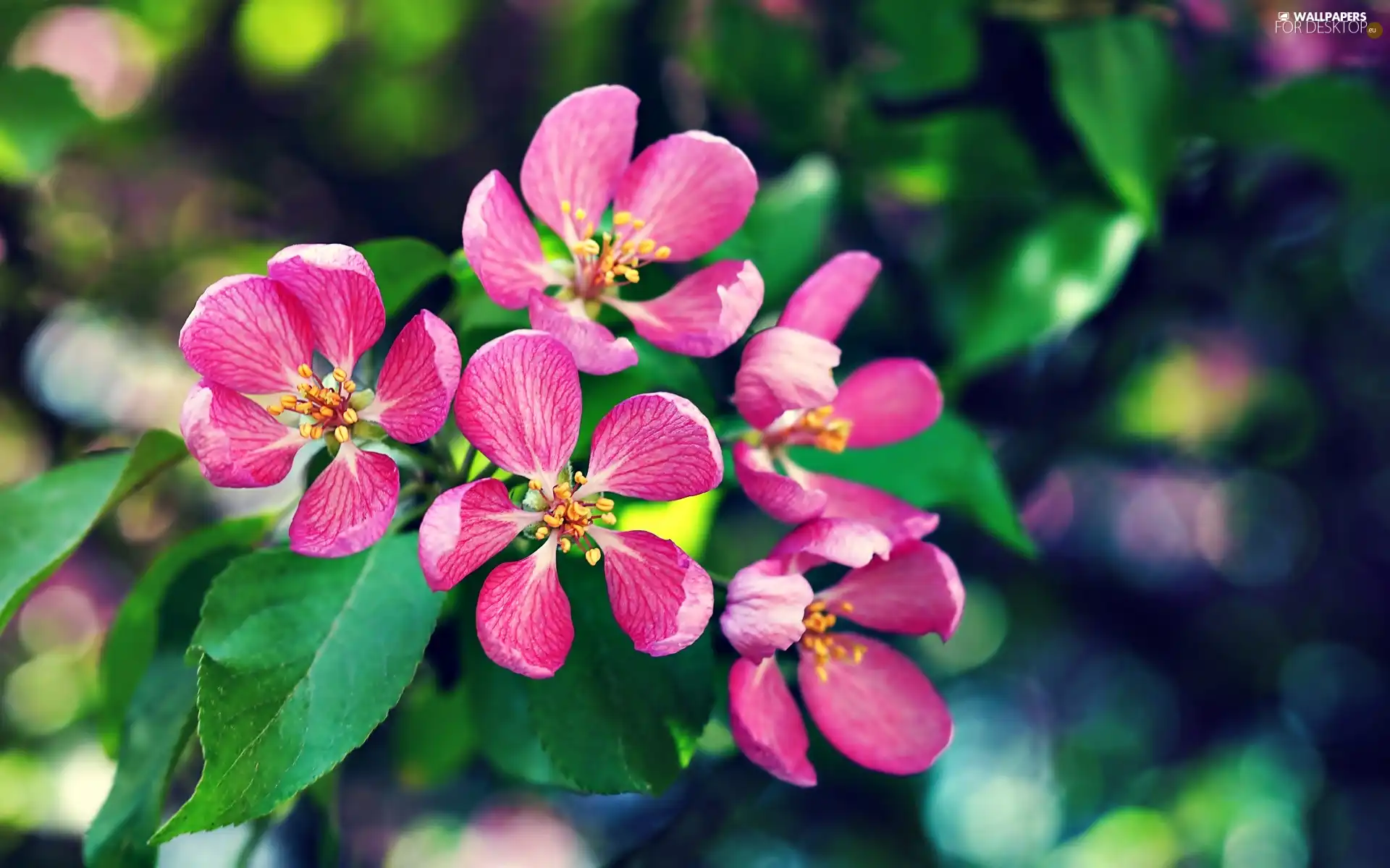 leaves, Pink, Flowers