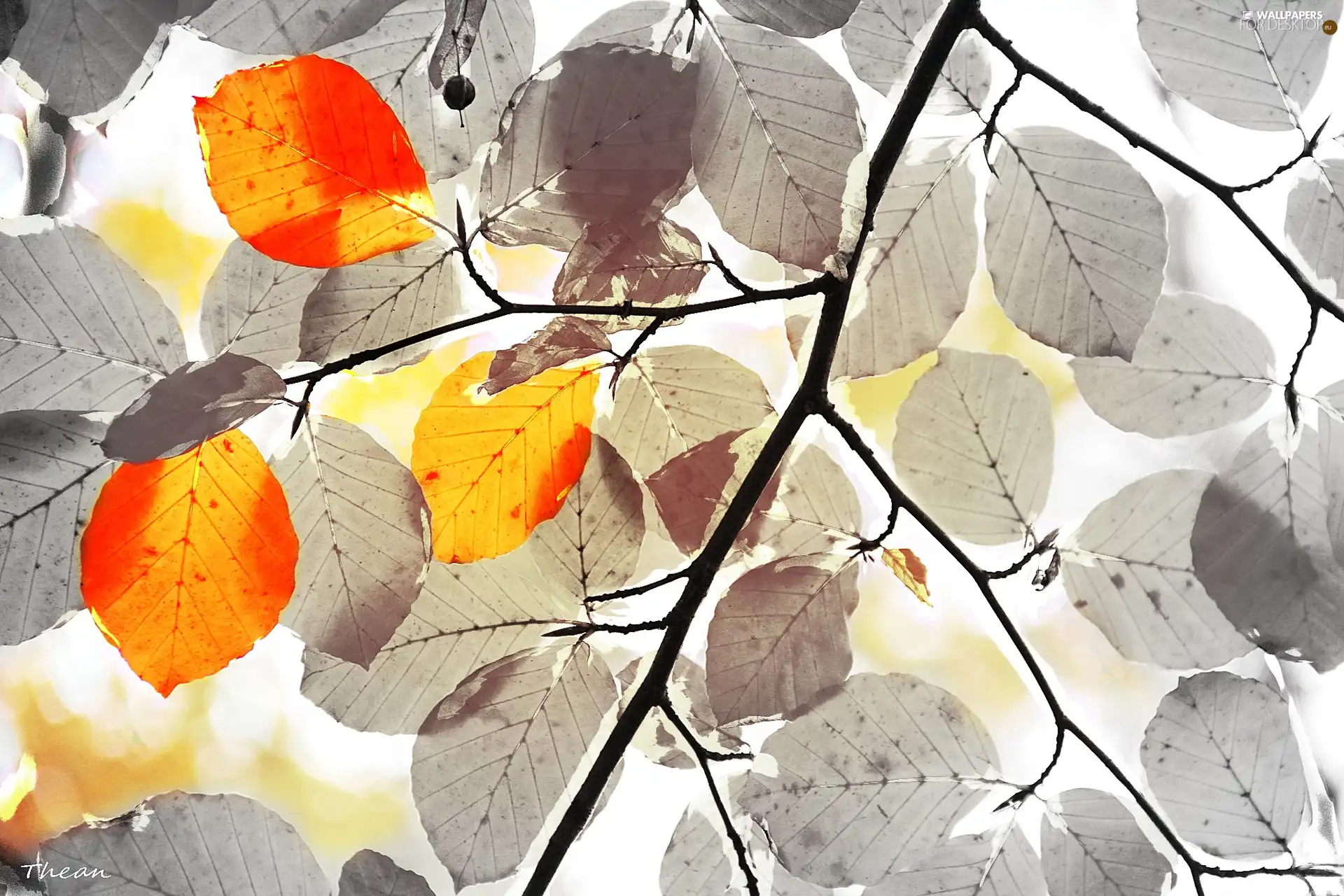 leaves, Fractalius, White, Red, black