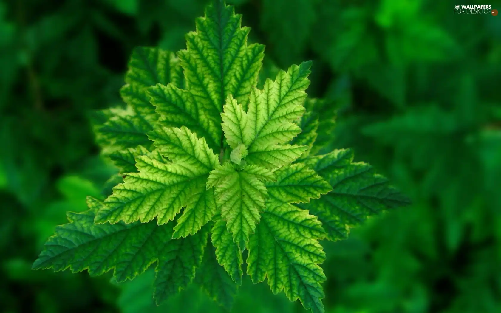 mint, green ones, leaves