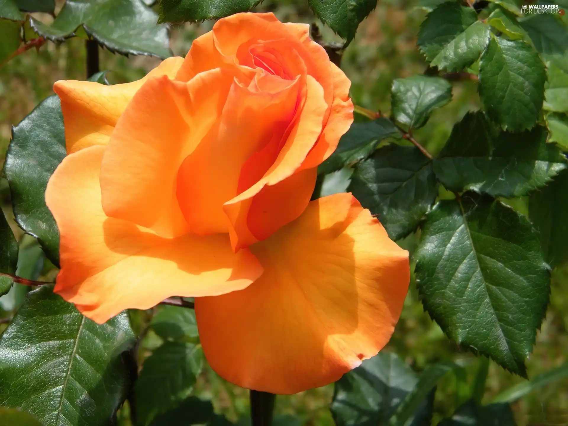 Orange, green ones, leaves, rose