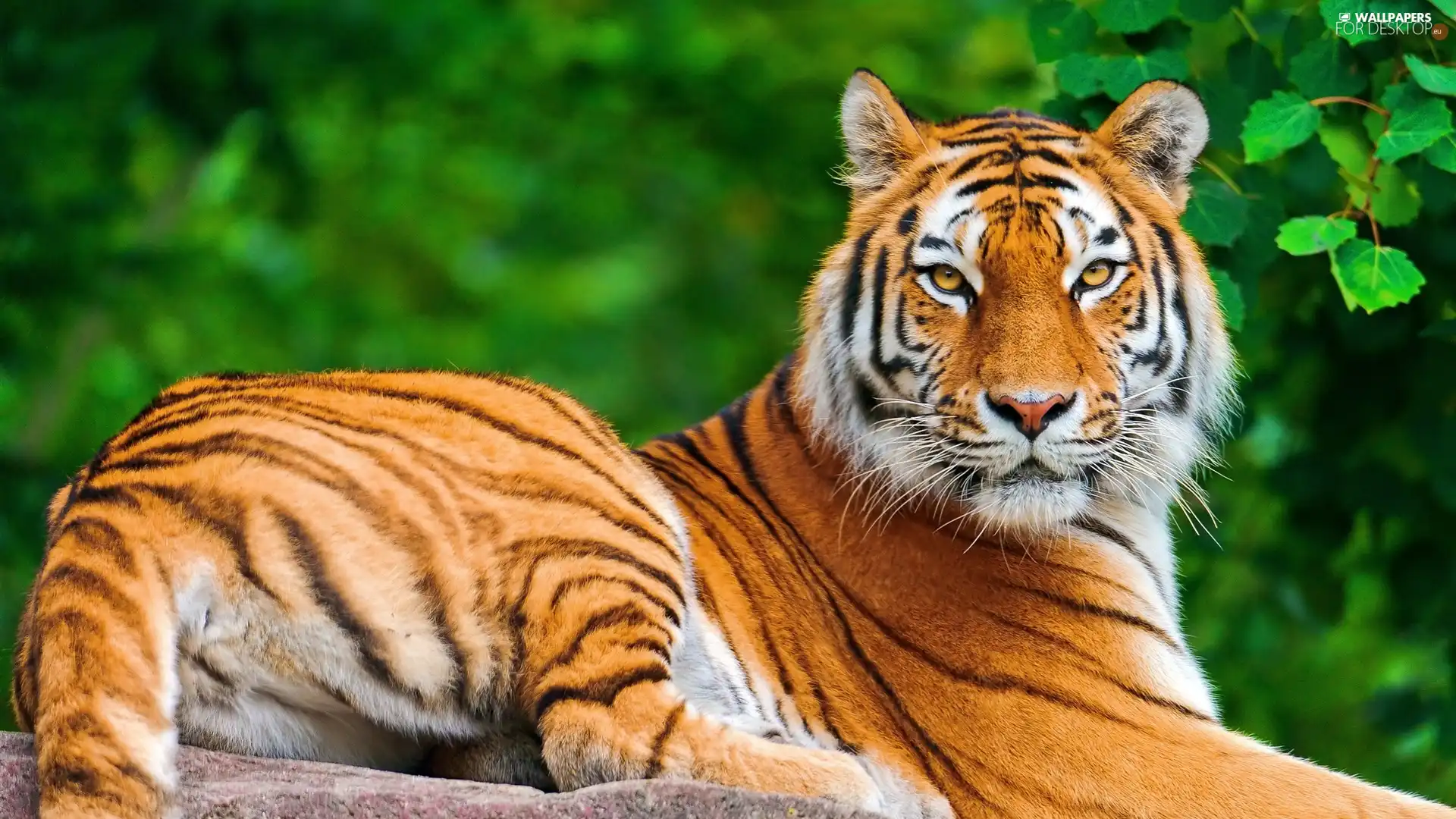 leaves, tiger, Rocks