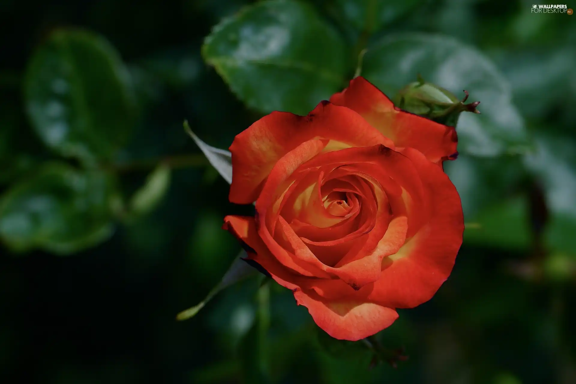 rose, leaves