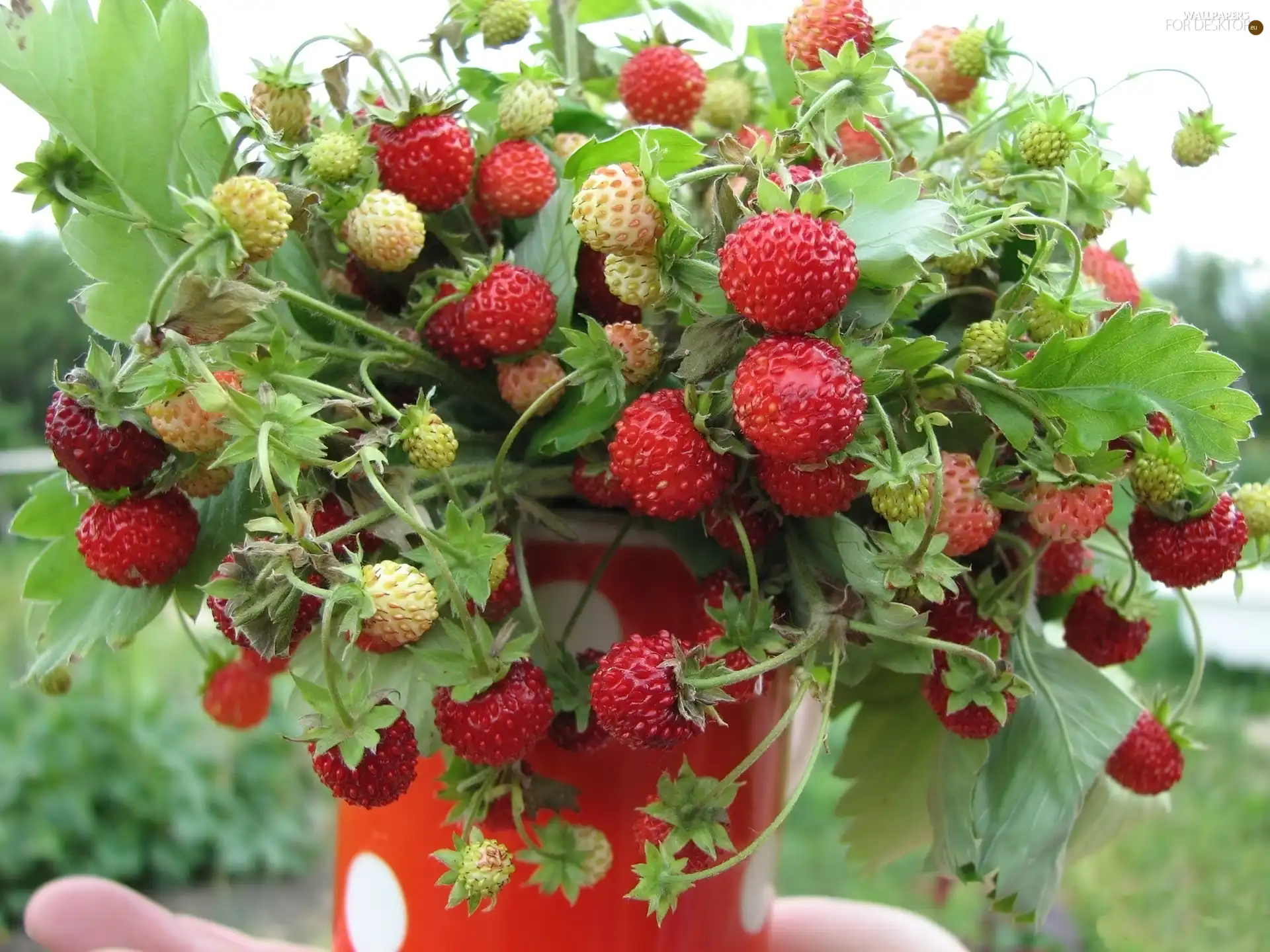 Strawberries, leaves