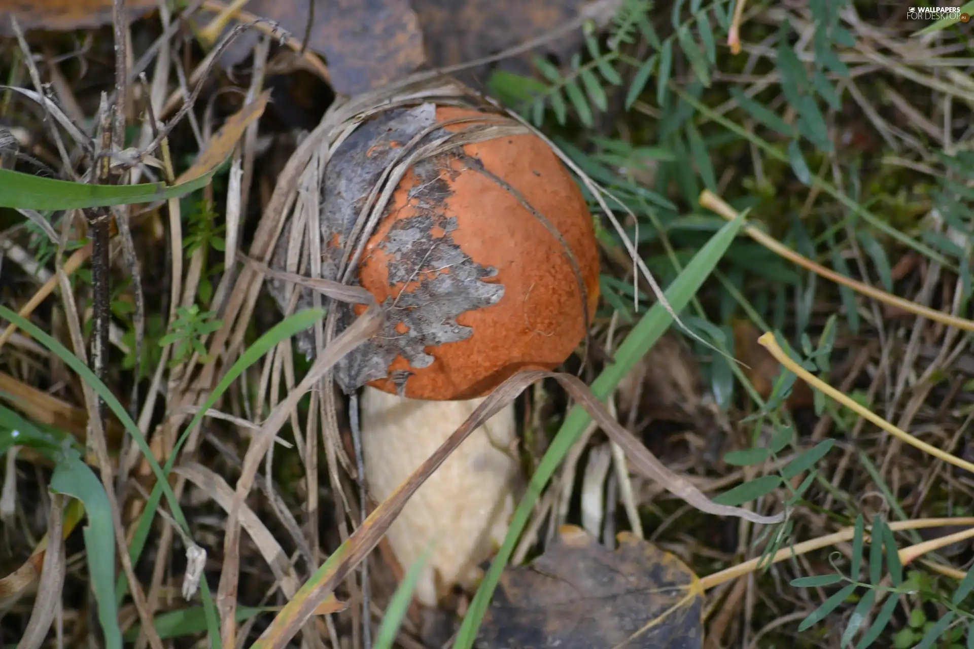 Leccinum Red, grass