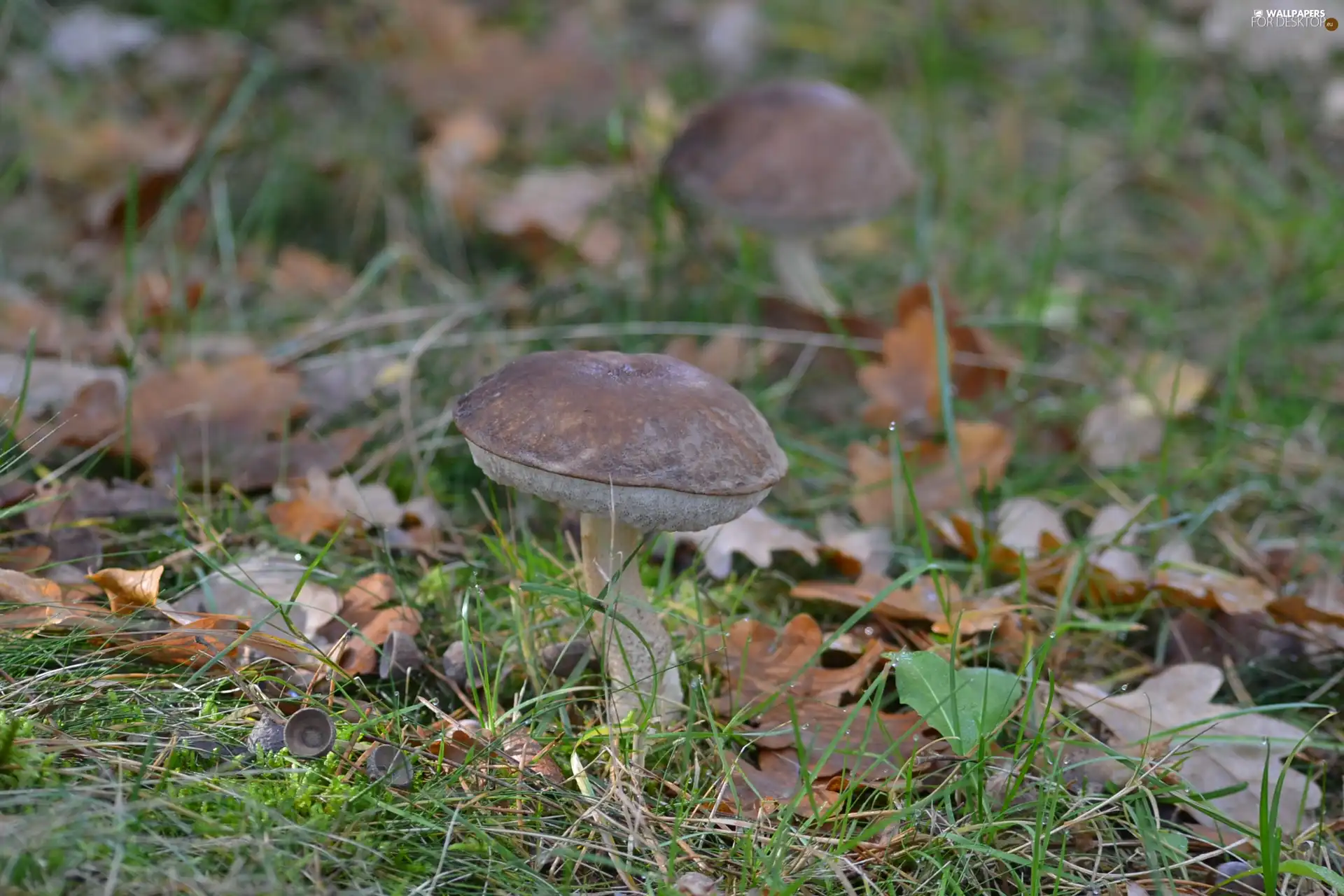 Leccinum Grandmother, Leaf