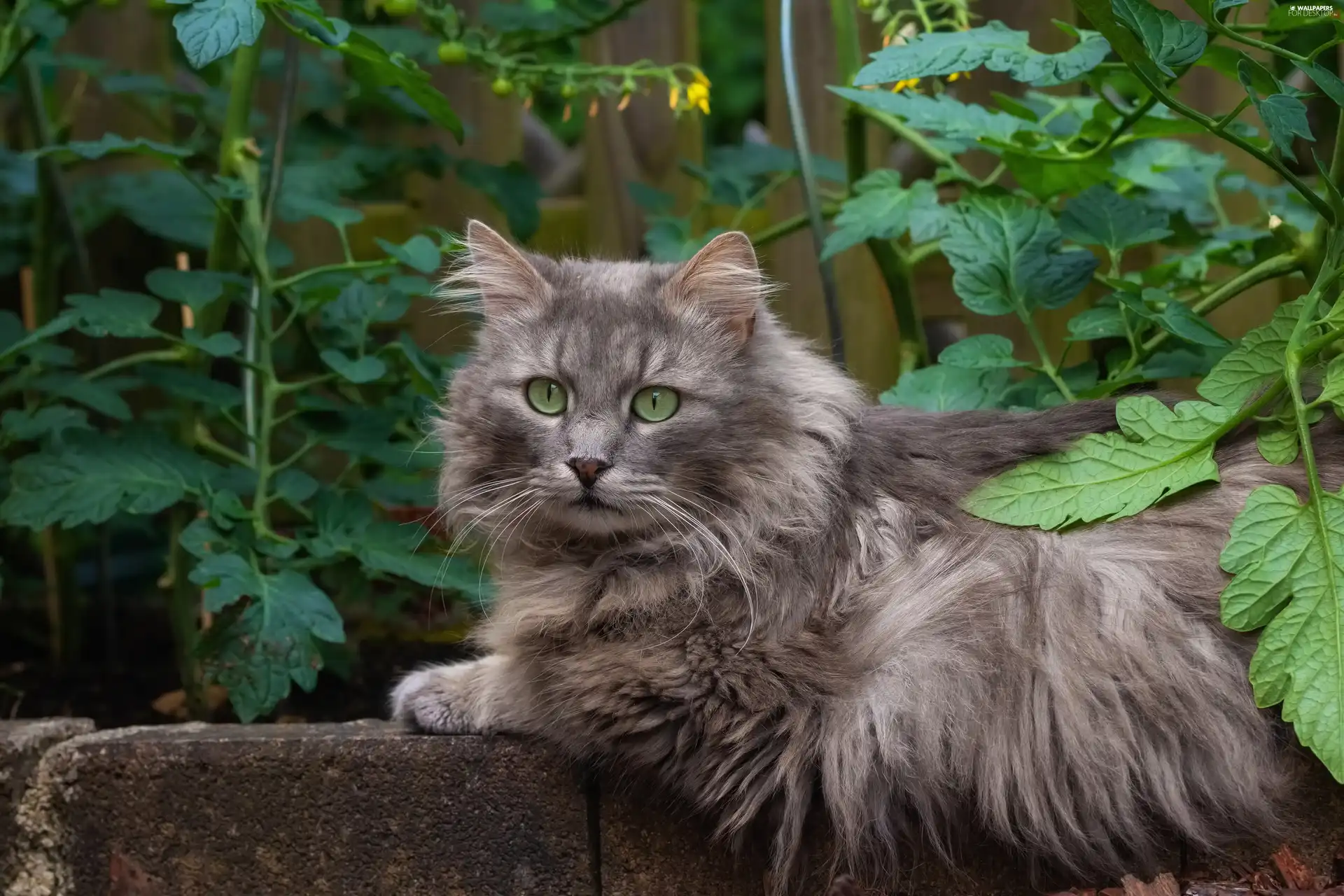 cat, Gray, Eyes, ledge, green ones, Longhaired