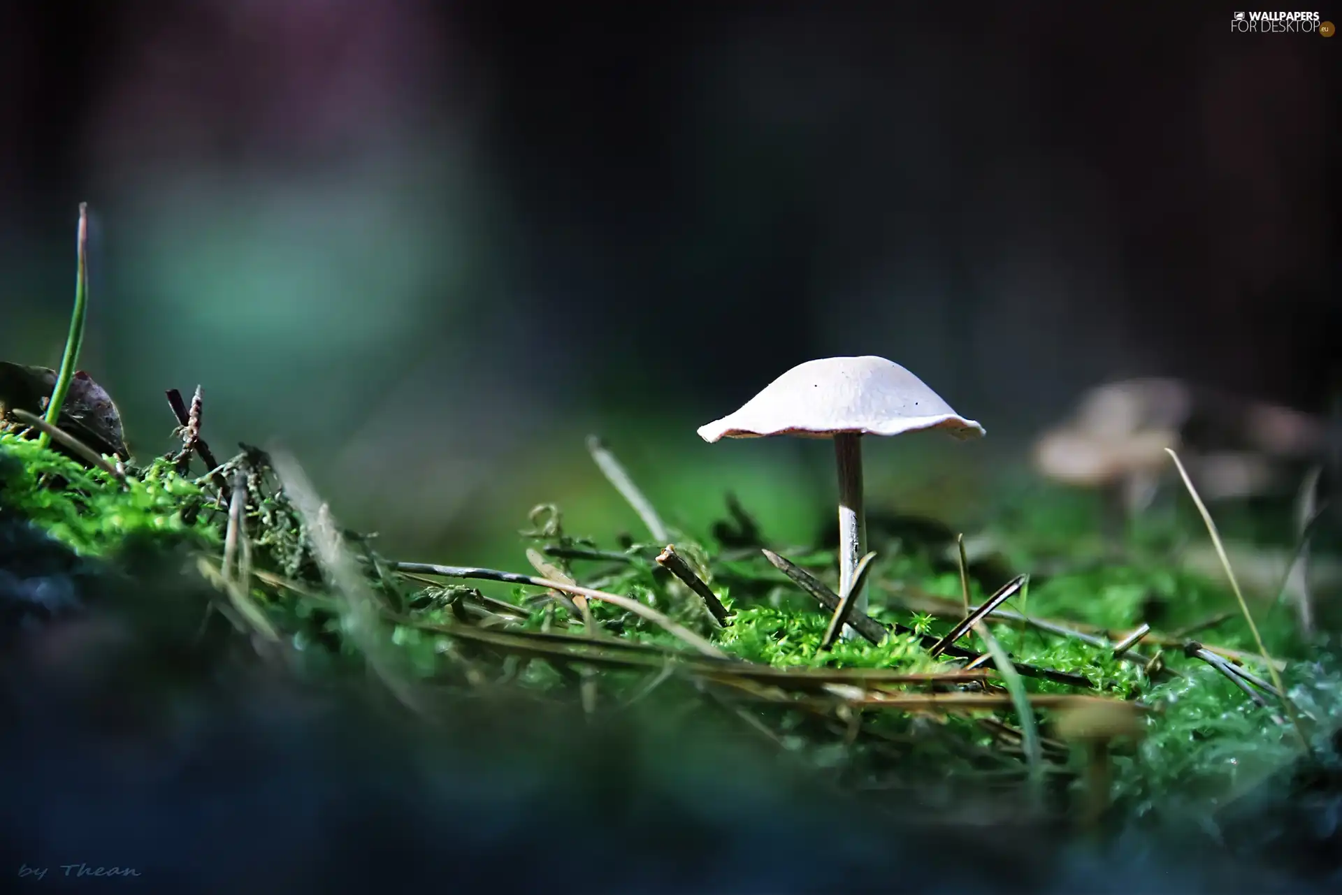 White, Hat, leg, mushroom