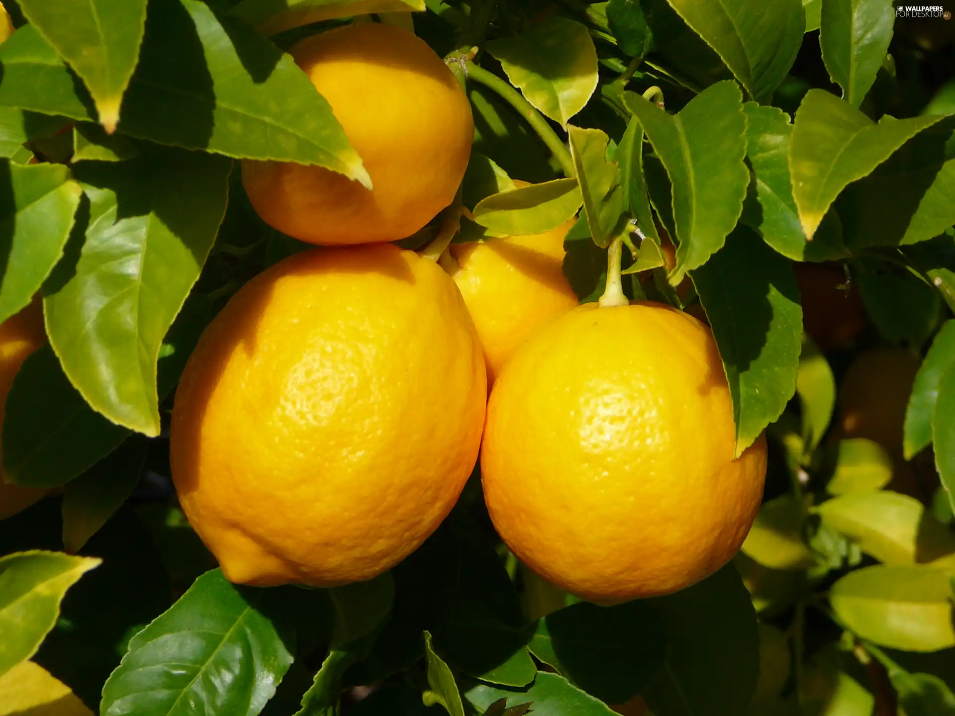 lemons, sapling, leaves