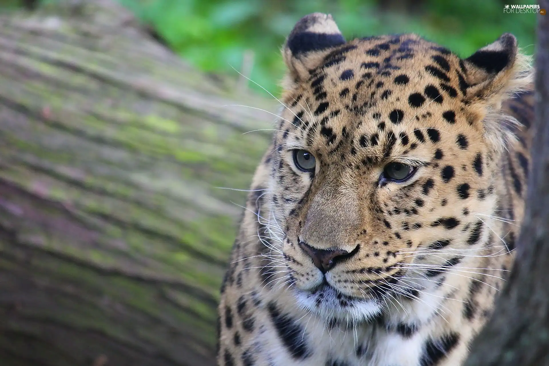 gazing, Leopards