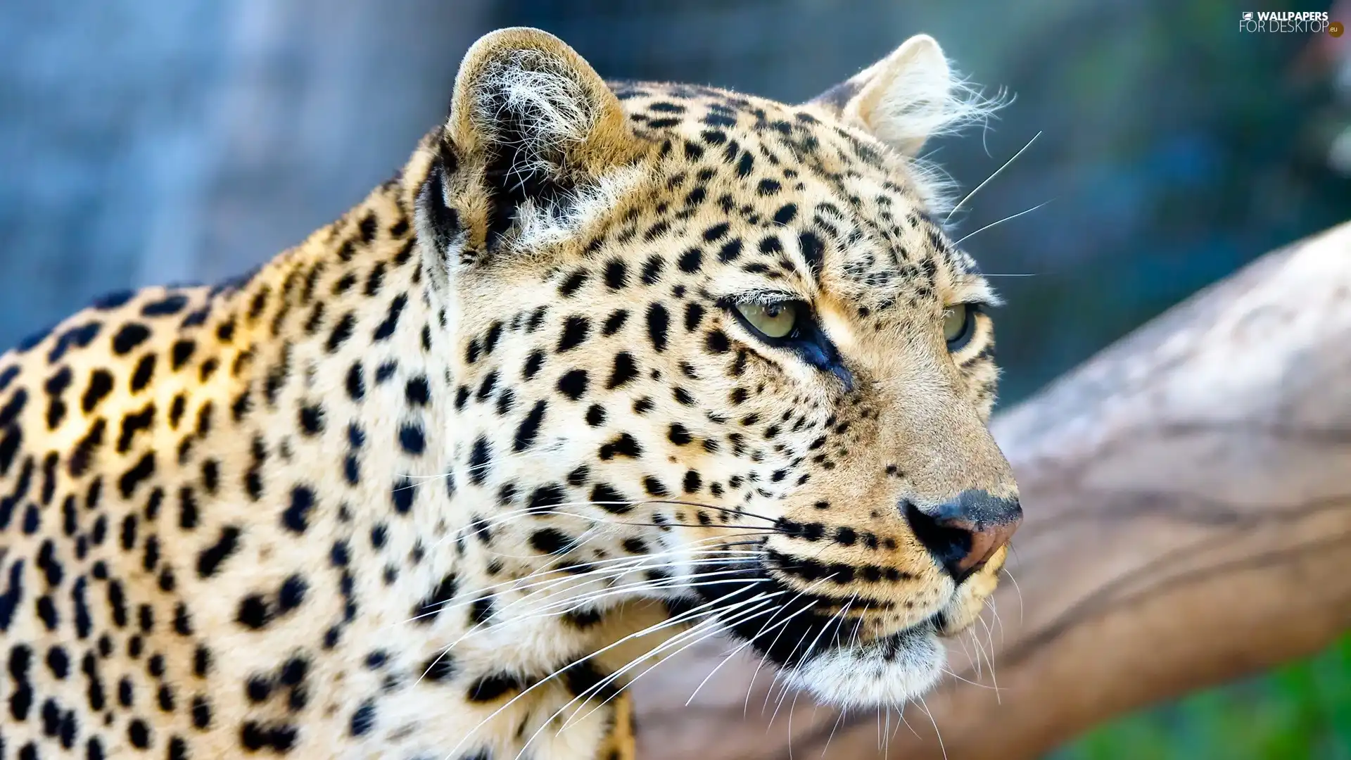 gazing, Leopards
