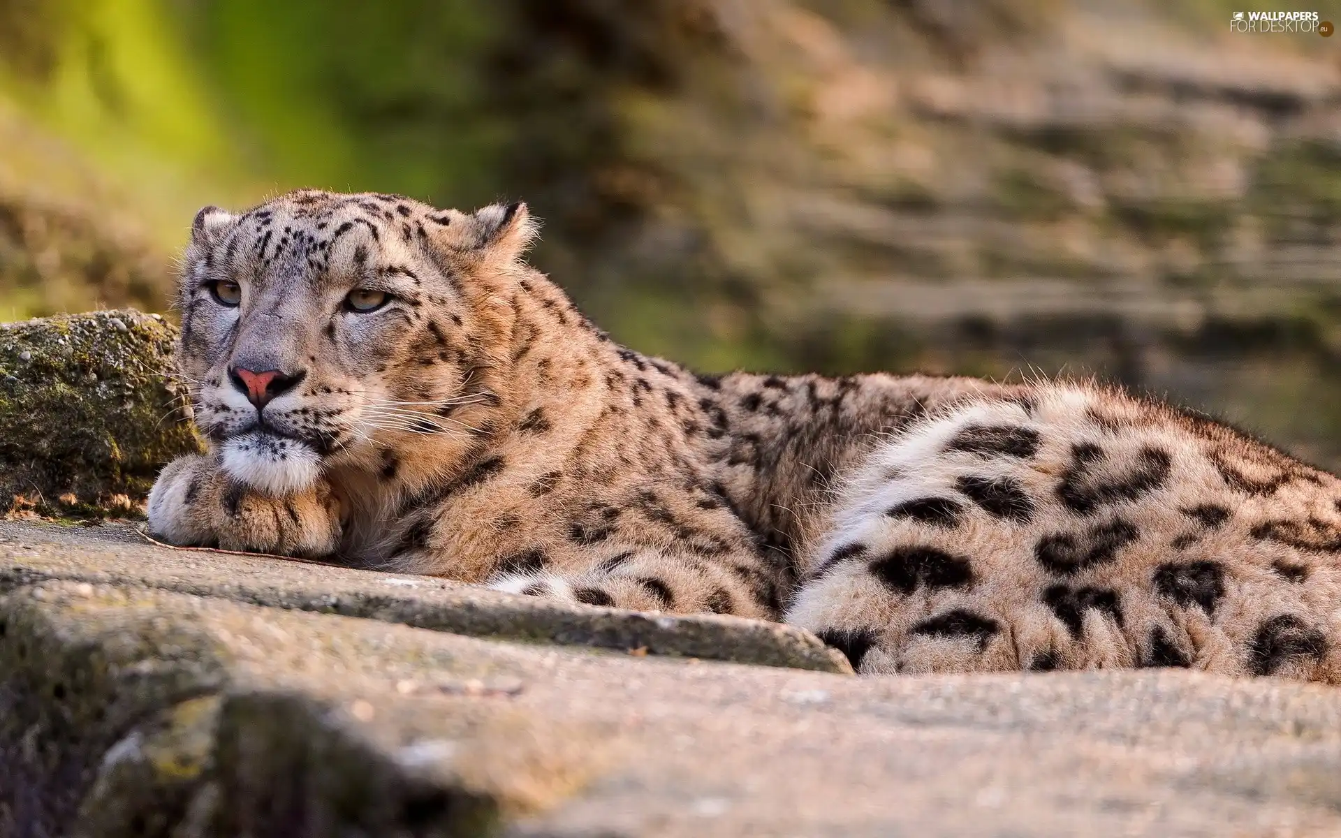 lying, snow leopard
