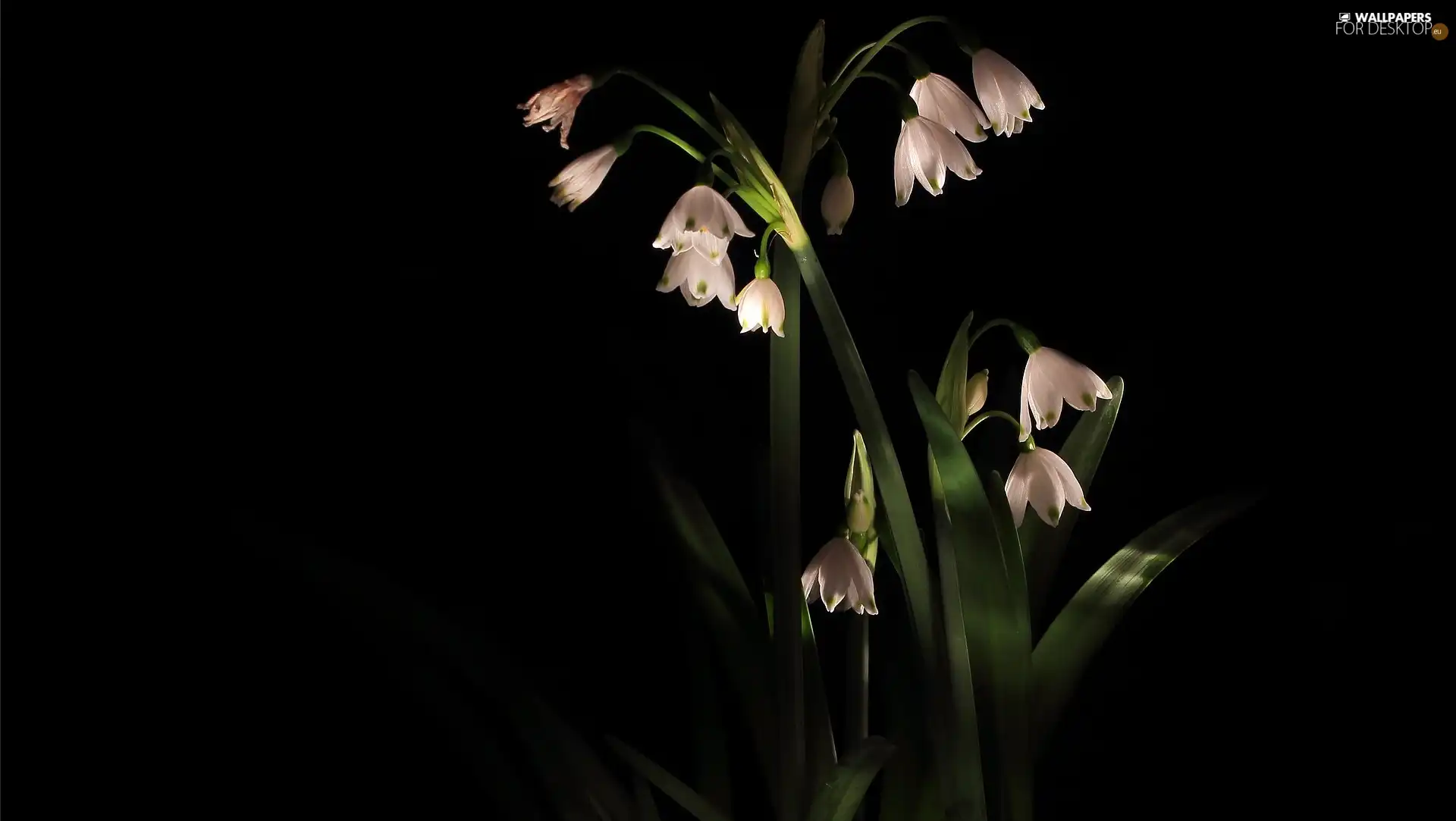 black background, Flowers, Leucojum