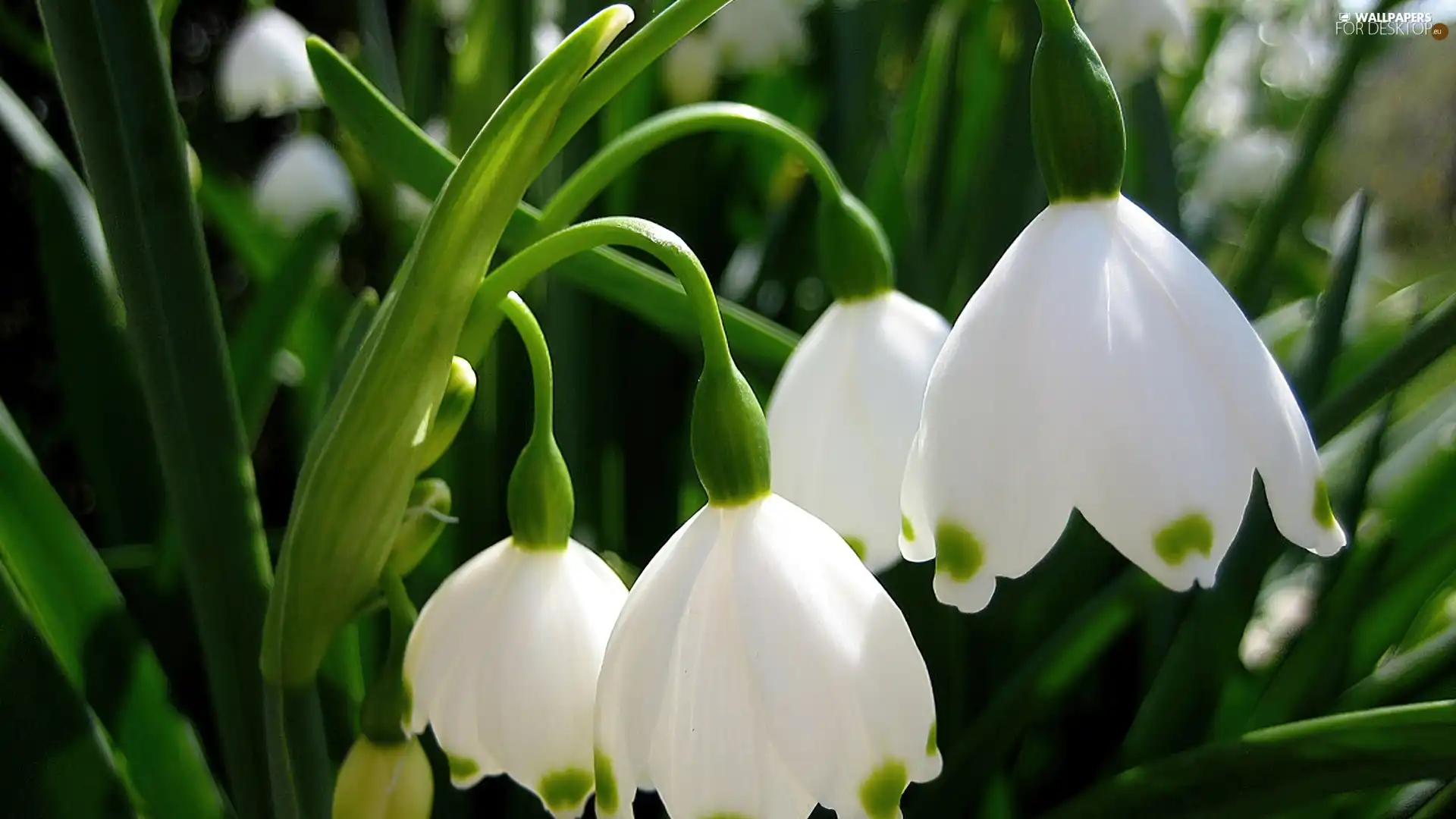 White, Leucojum