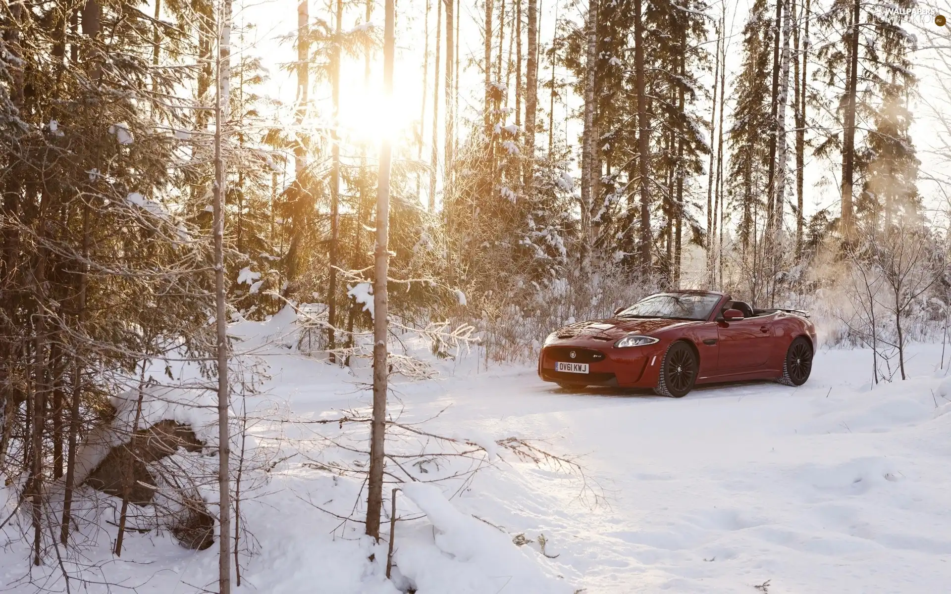 forest, ligh, winter, sun, luminosity, Cabrio, Jaguar, flash