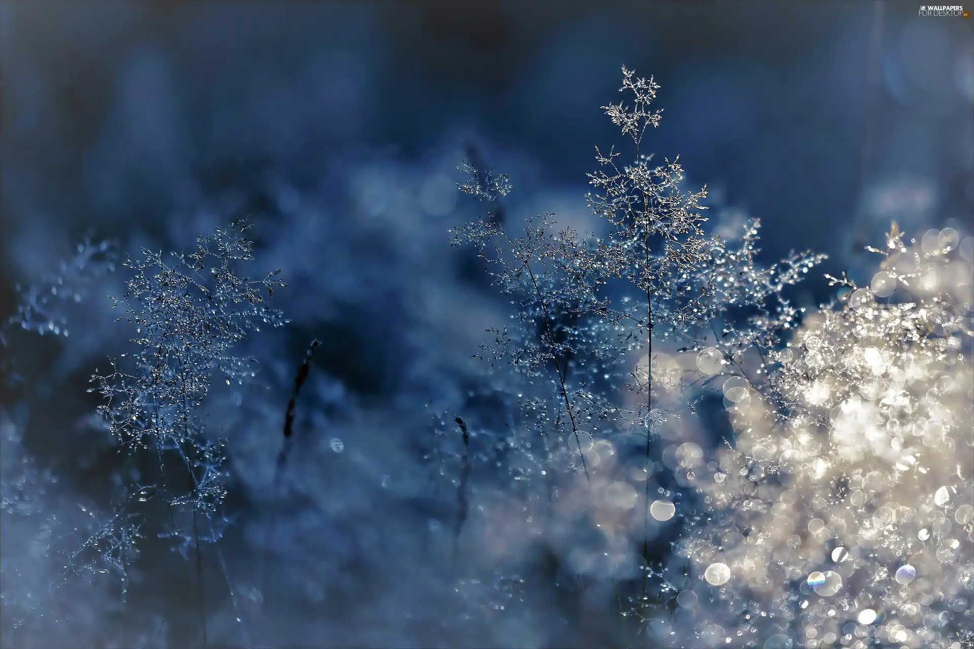 grass, ligh, Bokeh, sun, luminosity, frozen, winter, flash