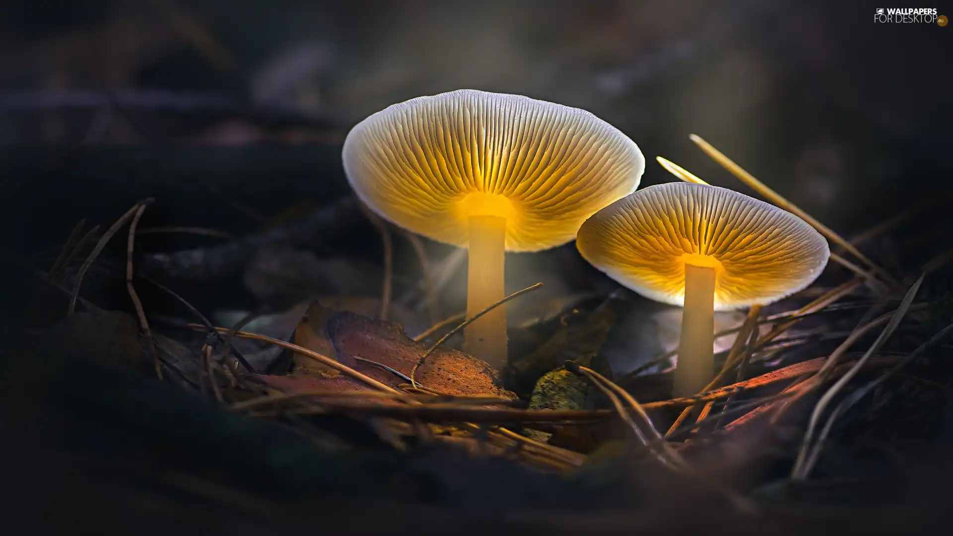 ligh, sun, needle, flash, Leaf, mushrooms, Two cars, luminosity