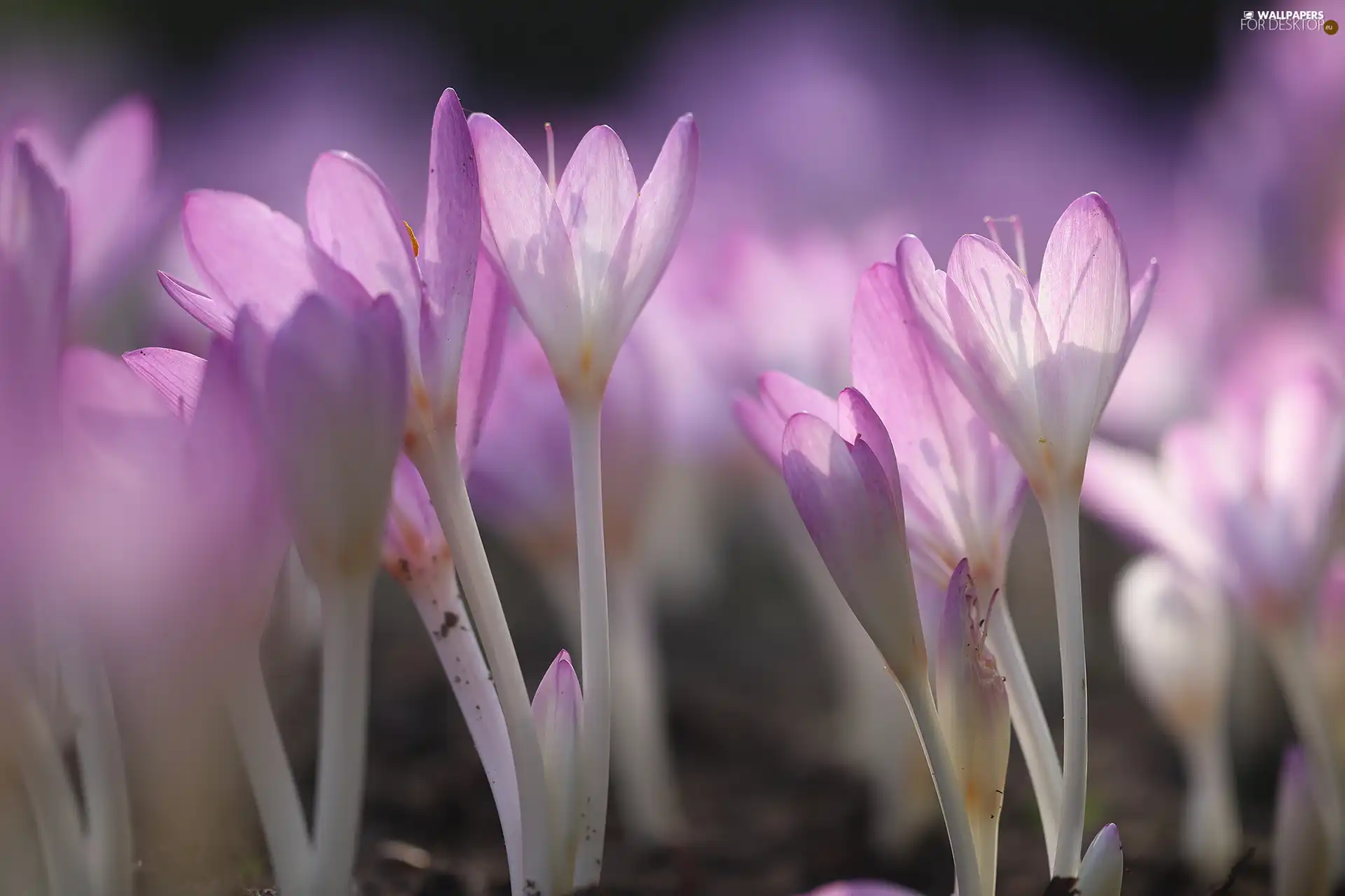 Light Purple, colchicums