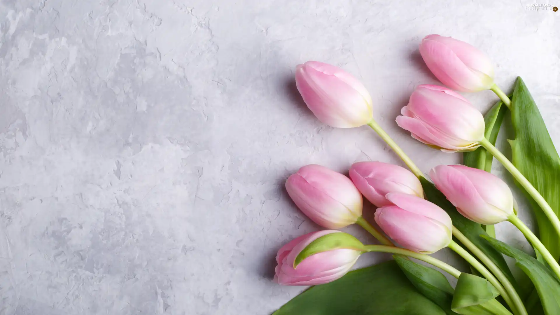 Light pink, Tulips