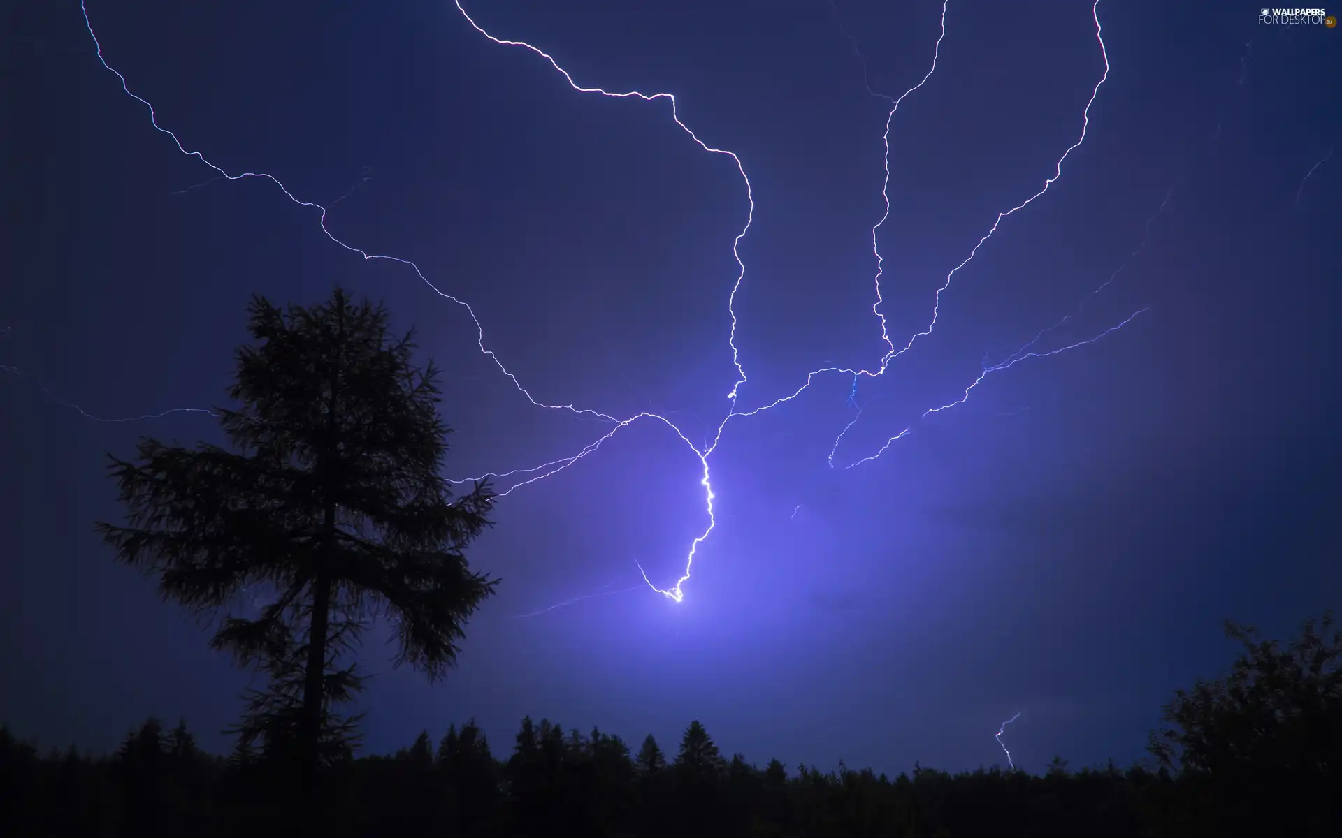 trees, lightning