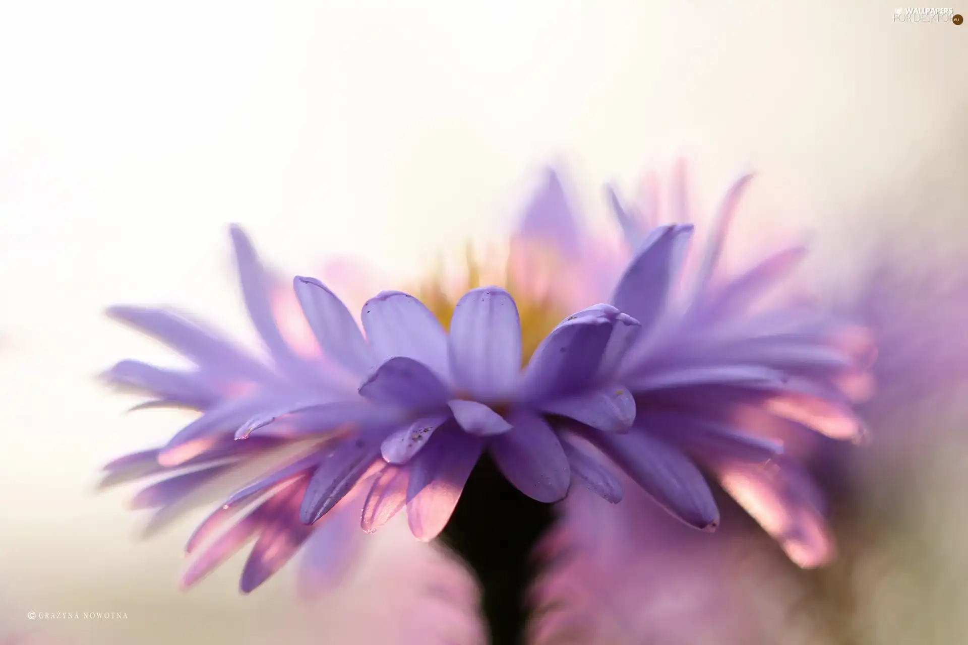 Colourfull Flowers, Aster, lilac