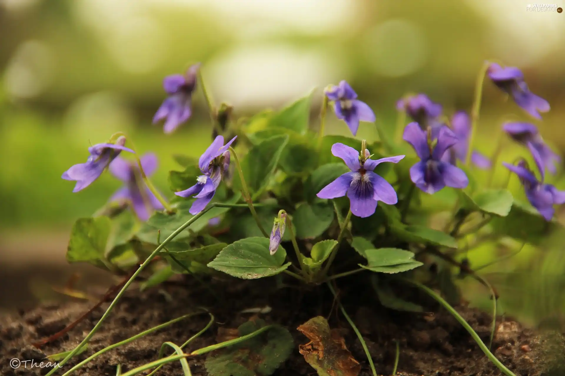Flowers, fragrant violets, lilac