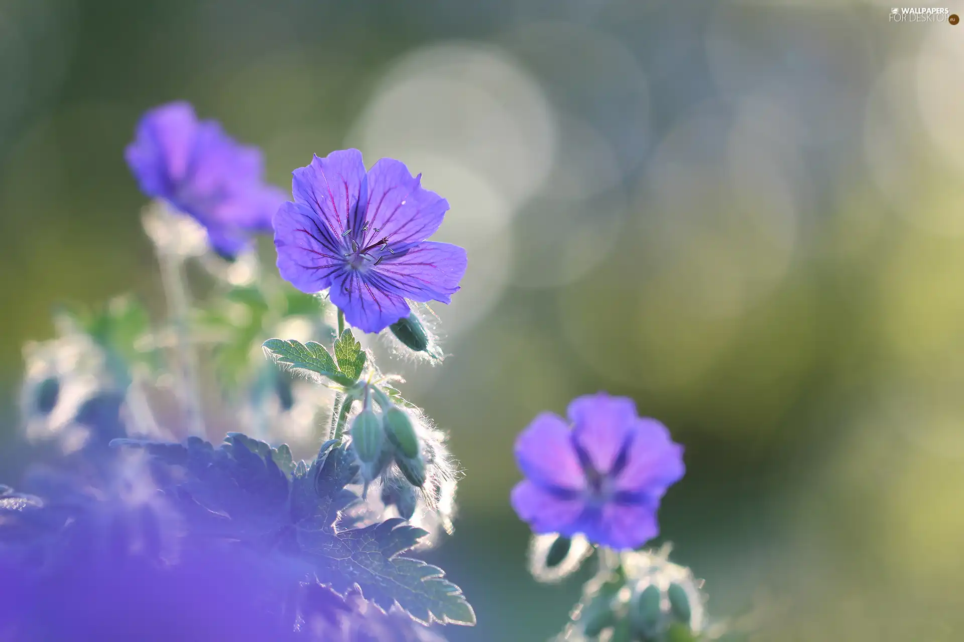 Colourfull Flowers, Geranium Magnificum, lilac