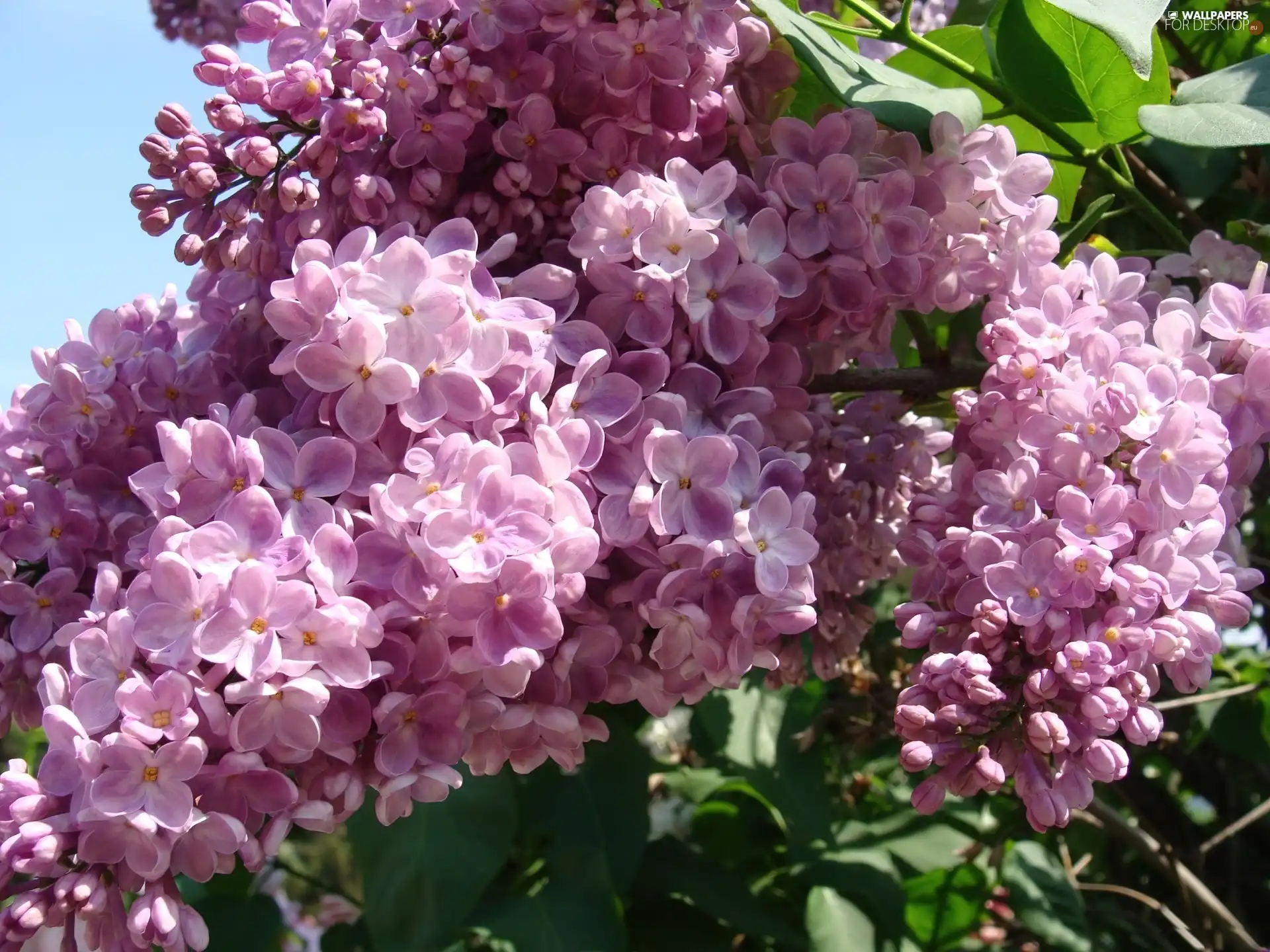 lilac, bouquet, purple