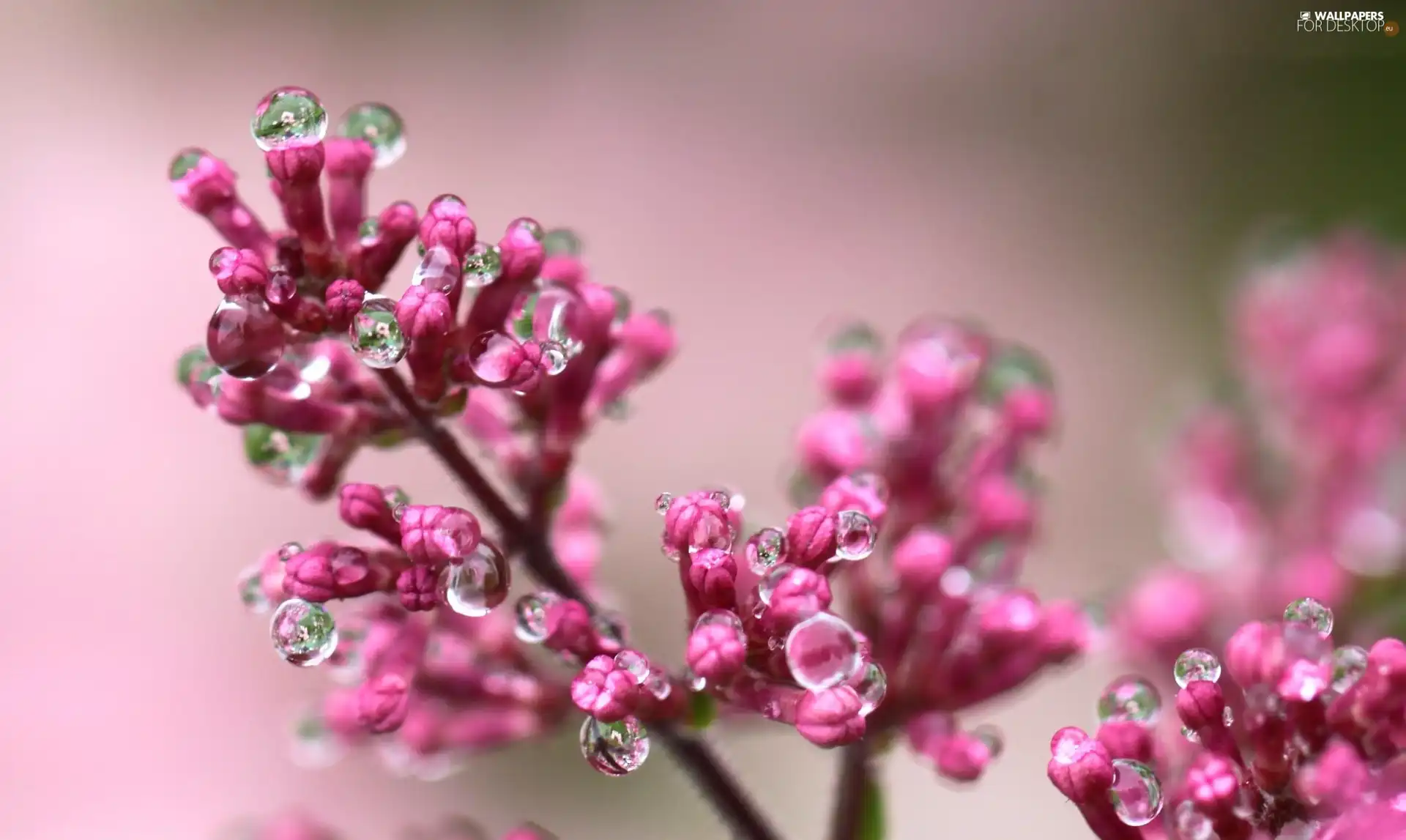 twig, lilac