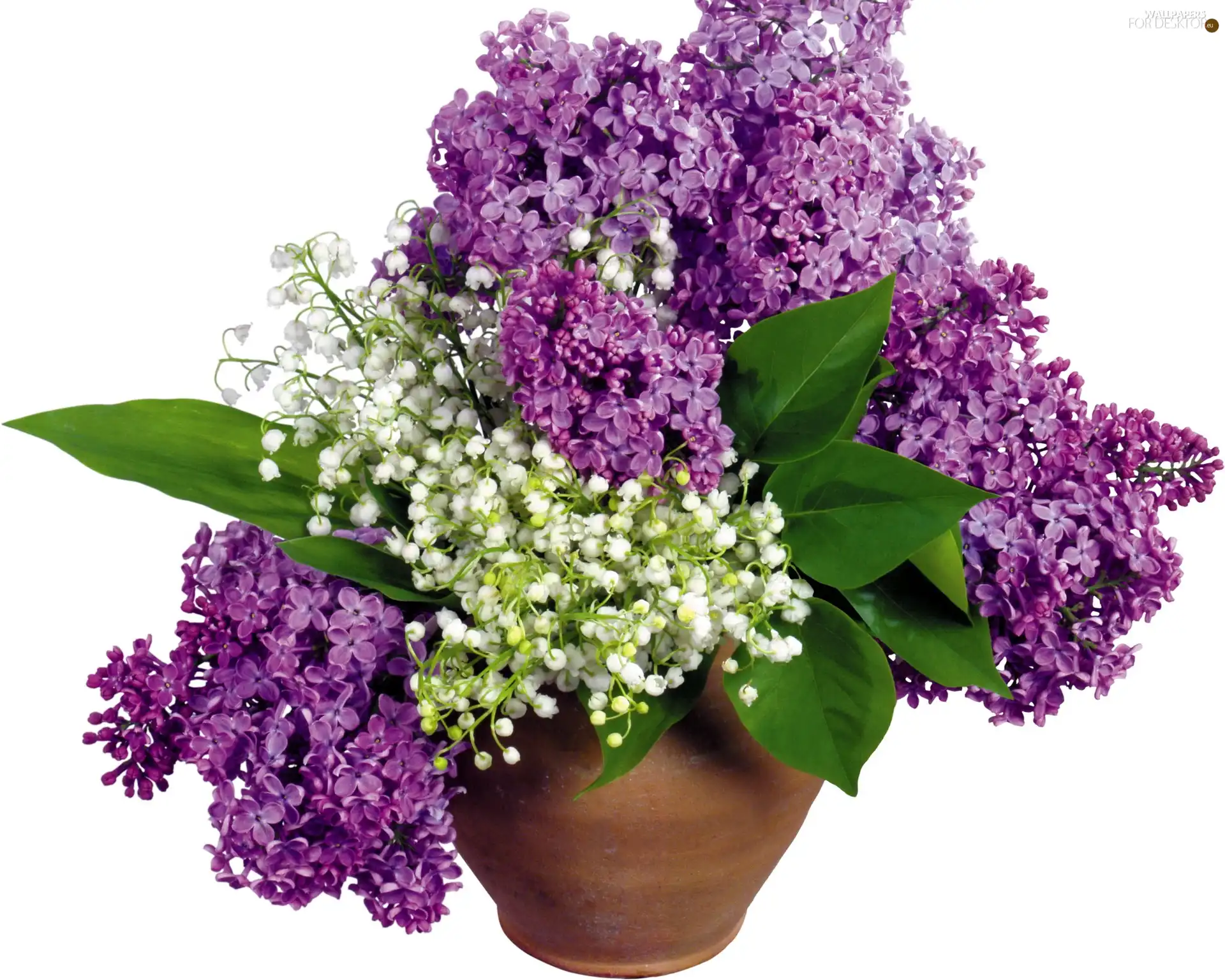 bouquet, purple, Lilacs, white