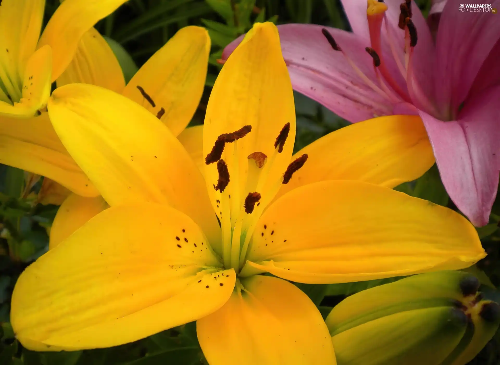 color, lilies