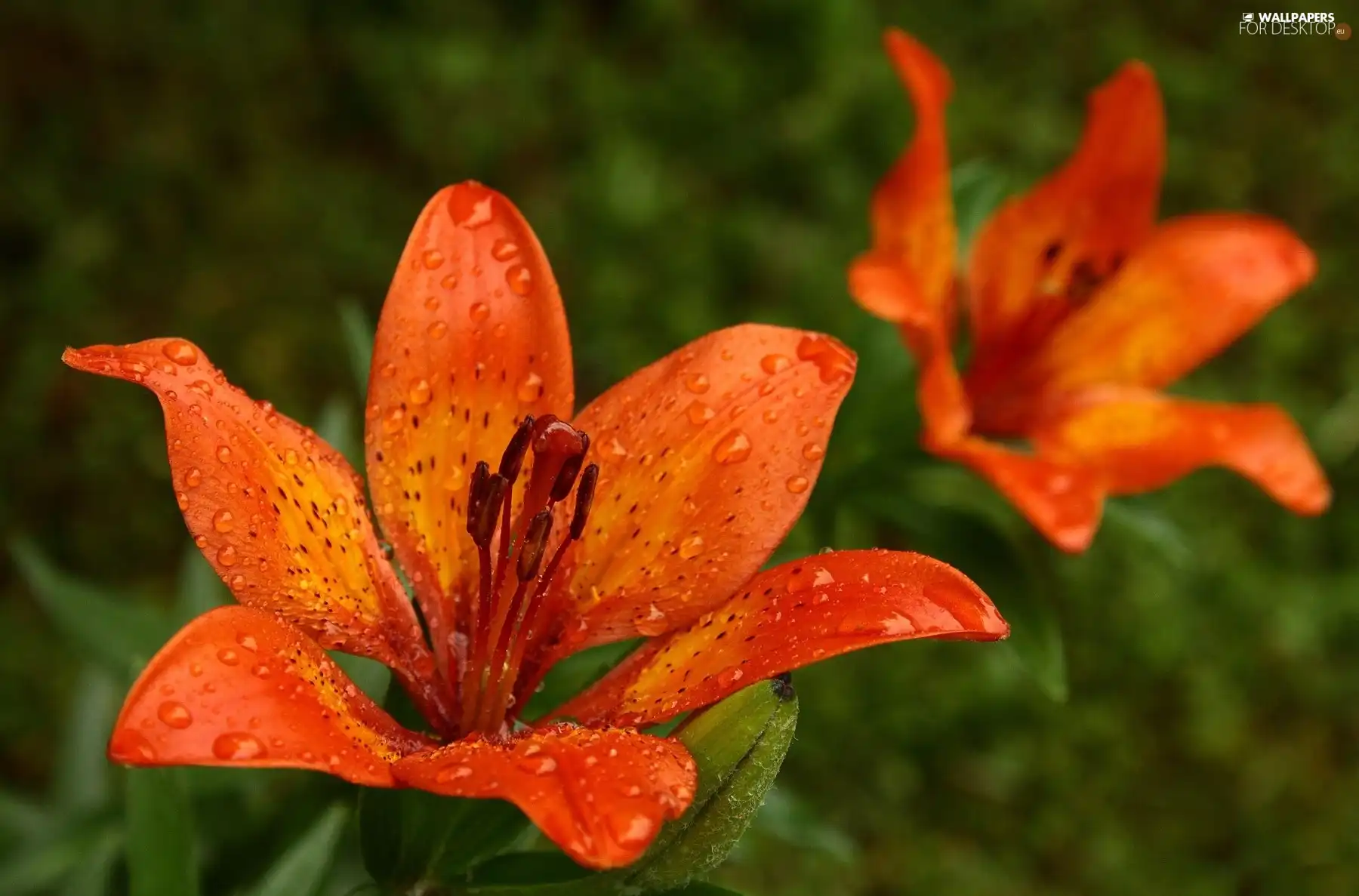 Orange, tiger Lilies